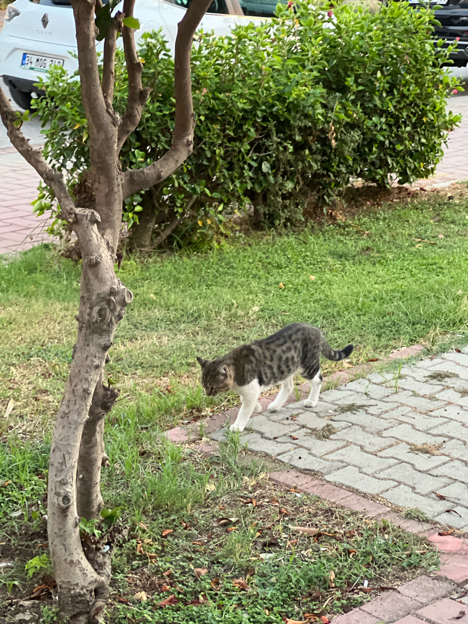 A tabby cat with white paws and chest walks on a paved pathway in Alanya, Turkey. The cat is facing to the left and appears to be sniffing the ground. Behind the cat, a large green bush is visible, and to the left, a small tree with a textured trunk stands. In the background, a white car is parked on the street, with its license plate clearly visible. The ground is a mixture of grass and paving stones, suggesting an urban or park-like setting.