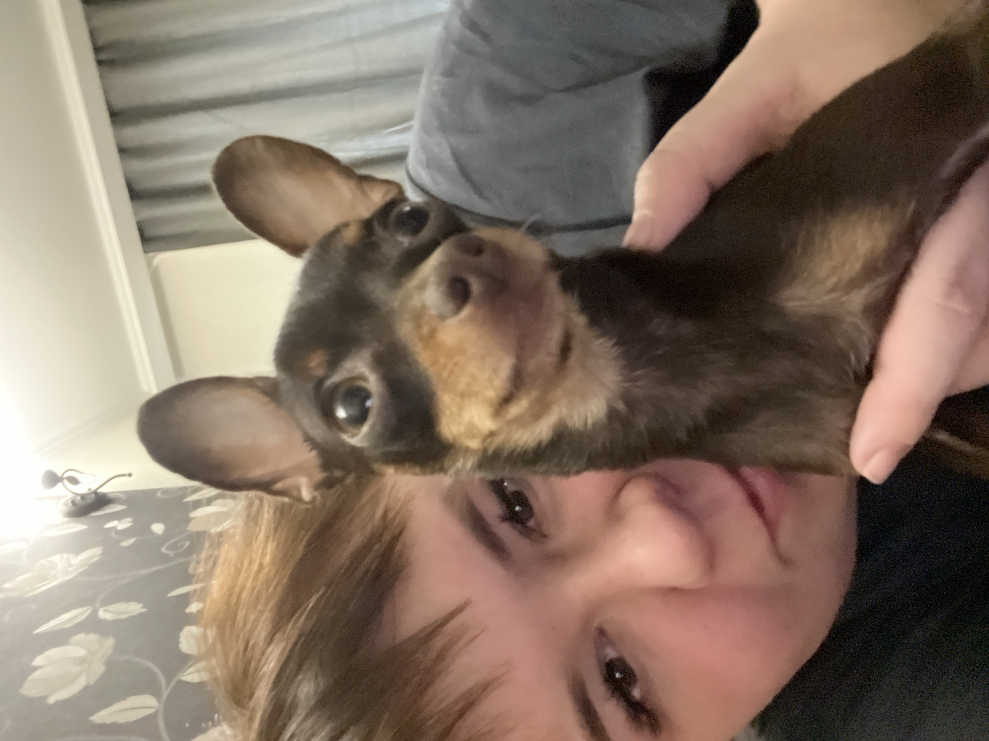 The scene is located indoors in the city of Chaikovsky, Russia. The image displays a close-up view of an adult individual and a small dog. The individual, positioned on the left, exhibits short, light brown hair and dark eyes accented with mascara on the upper lashes. A subtle smile is present. They wear a dark-colored garment, possibly a dark green or black top. The primary subject is a small dog, consistent with a Toy Terrier type, featuring dark brown fur with tan markings on its muzzle and chest. The dog possesses large, erect ears and dark, prominent eyes, directing its gaze towards the viewer. The individual's hands are observed supporting the dog's body. The background consists of a wall partially covered with dark patterned wallpaper featuring a light floral or leafy design. A light-colored ceiling molding runs across the top, with grey curtains visible on the right side and a dark wall-mounted fixture present on the patterned wallpaper.