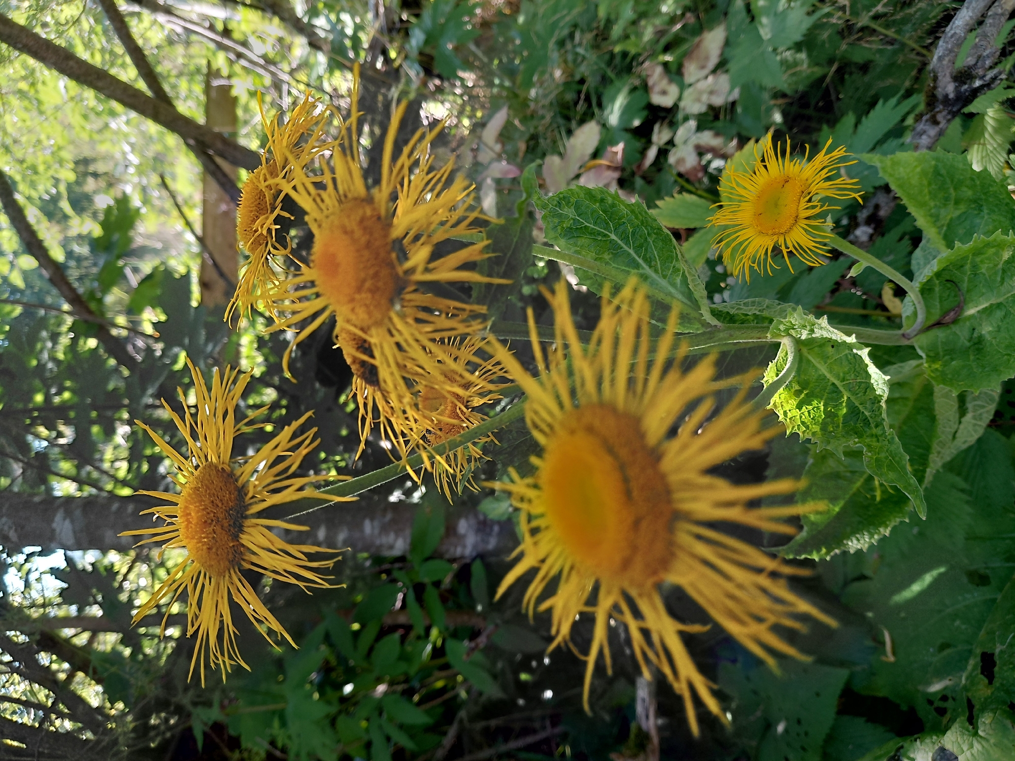 This is a close-up, eye-level, outdoor shot of several yellow flowers with spiky petals, resembling daisies or asters. The flowers are in varying stages of bloom and are clustered together on green stems and leaves. The background is a blurry forest environment with dappled sunlight filtering through trees and branches. One of the flowers is in sharp focus in the foreground, with its bright yellow petals and central disc clearly visible. The scene appears to be in a natural, uncultivated setting. No people or animals are visible in the image. The location is identified as Chernyk, Ukraine.