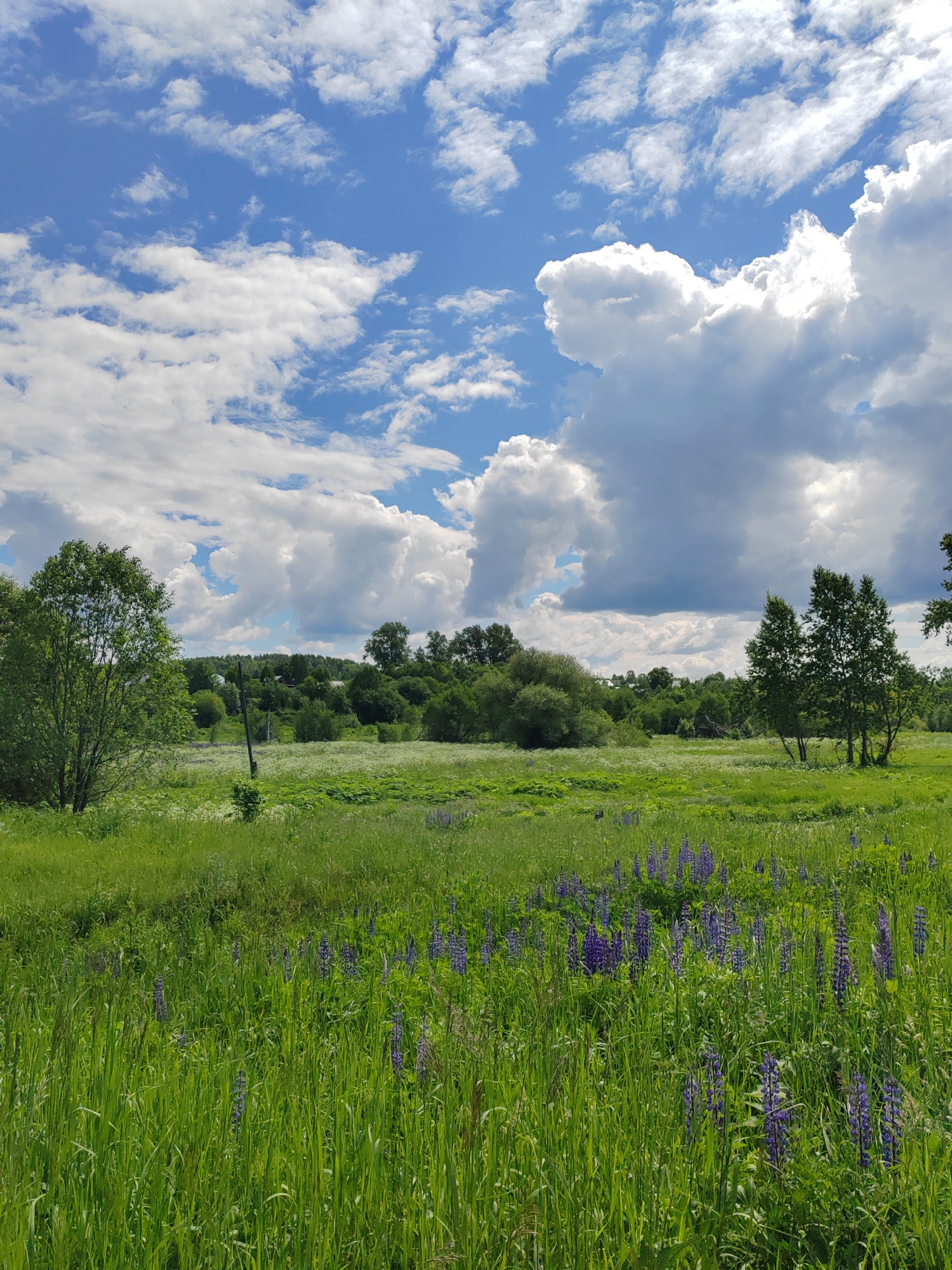 The scene captures a natural, open-air environment within the city of Unknown, Unknown, under bright daylight conditions, indicative of late spring or early summer. The upper third of the image is dominated by a clear blue sky, partially obscured by a variety of white cumulus clouds; larger, denser clouds with gray undertones are prominent on the right, while smaller, scattered clouds appear on the left. The middle ground features an expansive, uncultivated green field, bordered in the distance by a dense, undulating treeline or forest. Subtle structures, likely buildings, are faintly visible within the distant foliage, suggesting a remote settlement. A single dark, vertical utility pole stands in the mid-left portion of the field. A mature deciduous tree with a full, round, vibrant green canopy is positioned on the far left, and a cluster of three slender deciduous trees with lighter green foliage is situated on the right. The foreground consists of tall, dense green grass and various herbaceous plants, interspersed with numerous vertical spikes of purple lupine flowers, particularly visible in the lower right and central areas. No human figures or animals are present in the frame.