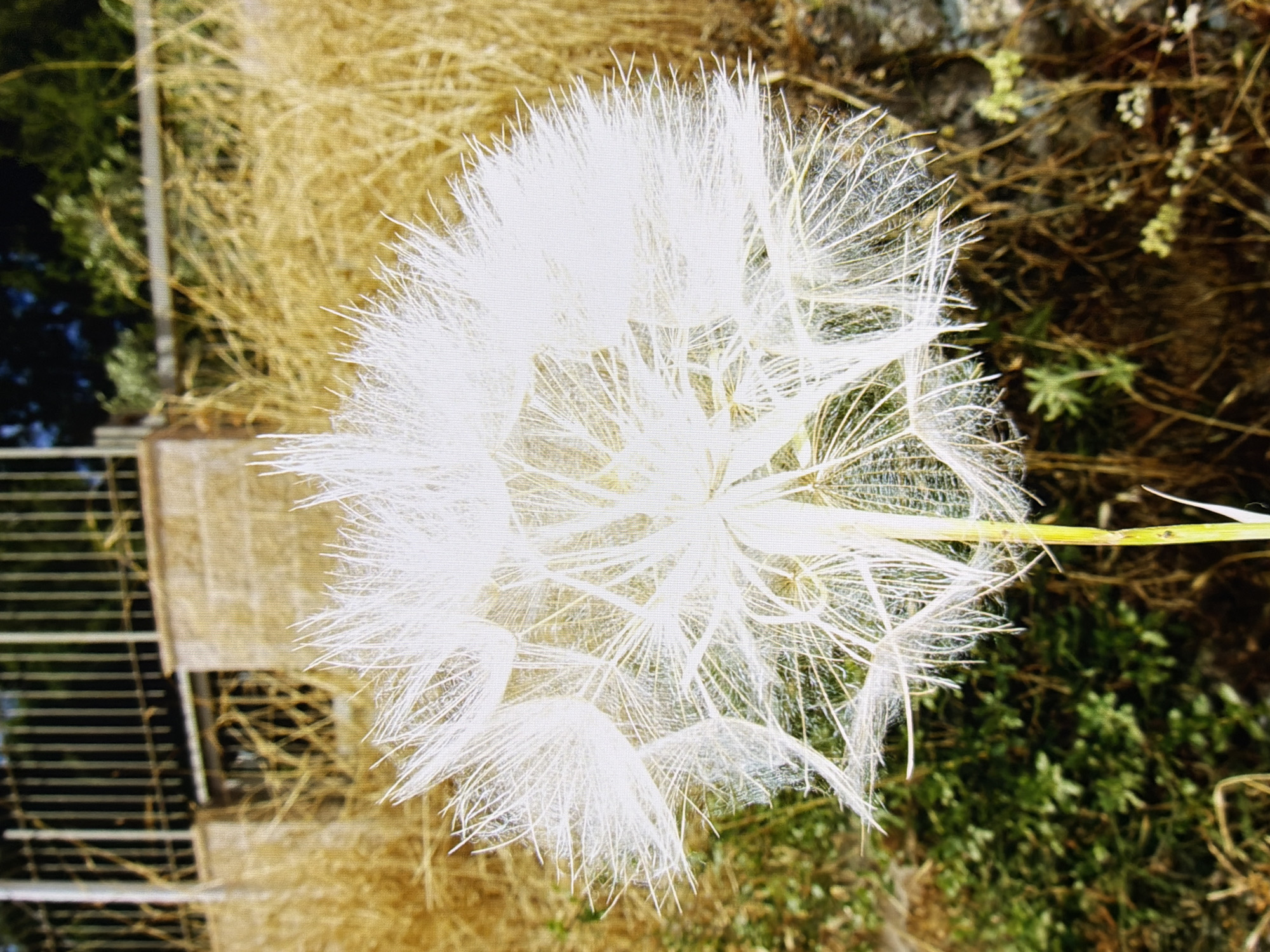 The image features a close-up, low-angle view of a large, white, fluffy dandelion seed head. The seed head is in focus and occupies the majority of the frame, with its feathery filaments extending outwards. Behind the dandelion, the background is blurred. Visible elements include dry, golden-brown grasses, green foliage, a stone wall, and a dark metal fence. The overall scene suggests an outdoor, natural setting, possibly a park or a garden. There are no people or animals present in the image. The lighting appears to be natural daylight, casting a bright illumination on the dandelion. The image does not contain any elements that would indicate a specific location within Kyiv, Ukraine.