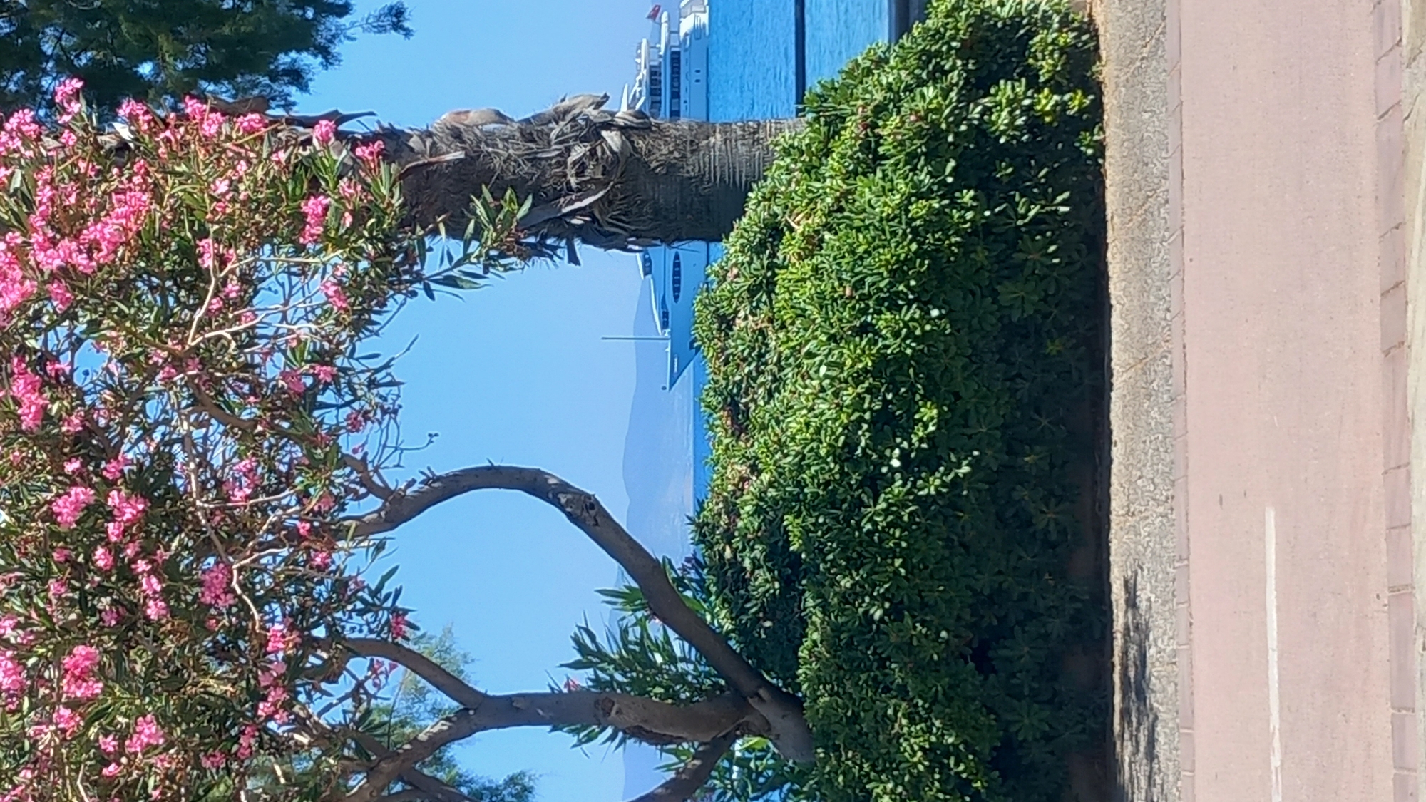 A medium shot captures a vibrant scene in the city of Kos, Greece, likely along the waterfront promenade. In the foreground, a lush, green hedge forms a dense barrier. To the left, the weathered, curved trunk of a young tree is visible, its branches reaching upwards and adorned with delicate pink flowers. To the right, a palm tree trunk, rough and textured, stands tall. The background is dominated by the brilliant blue of the Aegean Sea, dotted with two white yachts. In the distance, the hazy silhouette of mountains suggests the coastline of an island. The sky above is a clear, cloudless blue, indicative of a sunny day. The pavement in the very bottom of the frame suggests a public walkway or road.