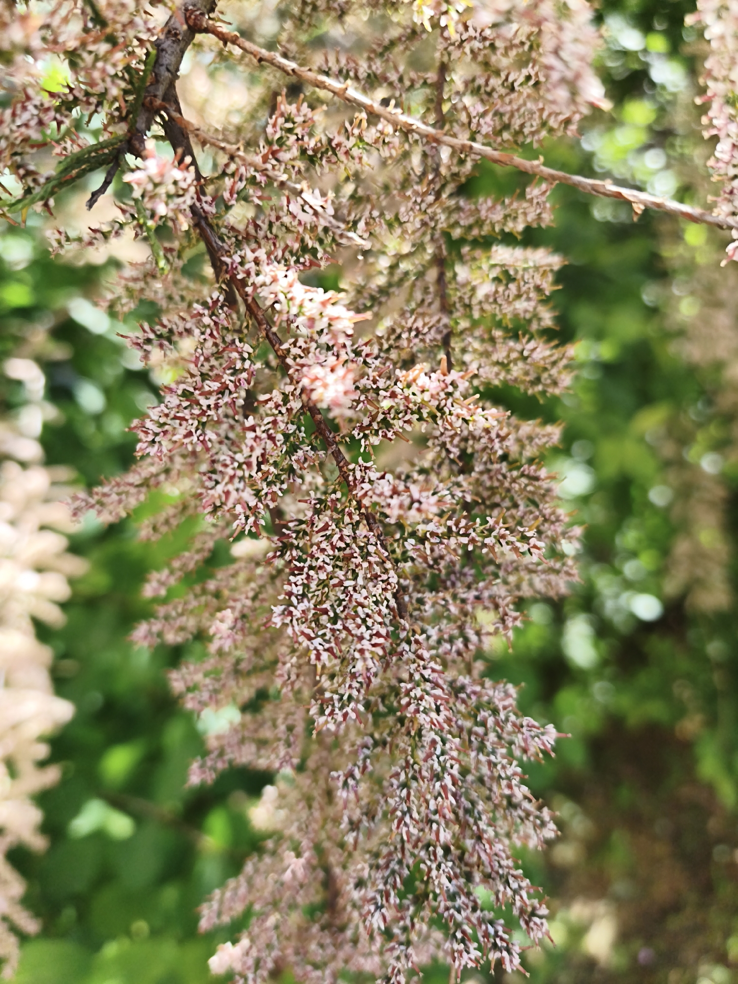 The image shows a cluster of Tamarix parviflora flowers. These flowers are small, pink, and densely packed along the branches. The plant appears to be in full bloom. The background is a mix of green foliage. The image does not contain any information about location or city.
