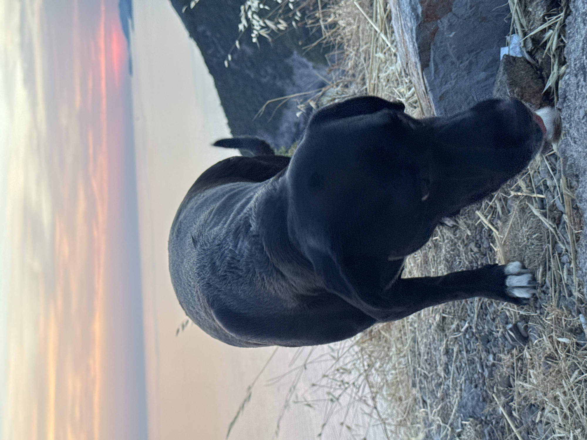 A black dog with white-tipped paws is captured in a close-up shot from behind, its head lowered to lick something on the rocky ground. The dog is positioned on a dry, grassy embankment overlooking a body of water. In the background, a soft sunset paints the sky with hues of pink, orange, and pale yellow, transitioning to a muted blue. The sea stretches towards the horizon, where a distant landmass is faintly visible. A steep, tree-covered hillside descends into the water on the right side of the frame. The overall scene suggests a tranquil evening in a coastal location, possibly near Zagora, Montenegro, given the natural, undeveloped landscape.