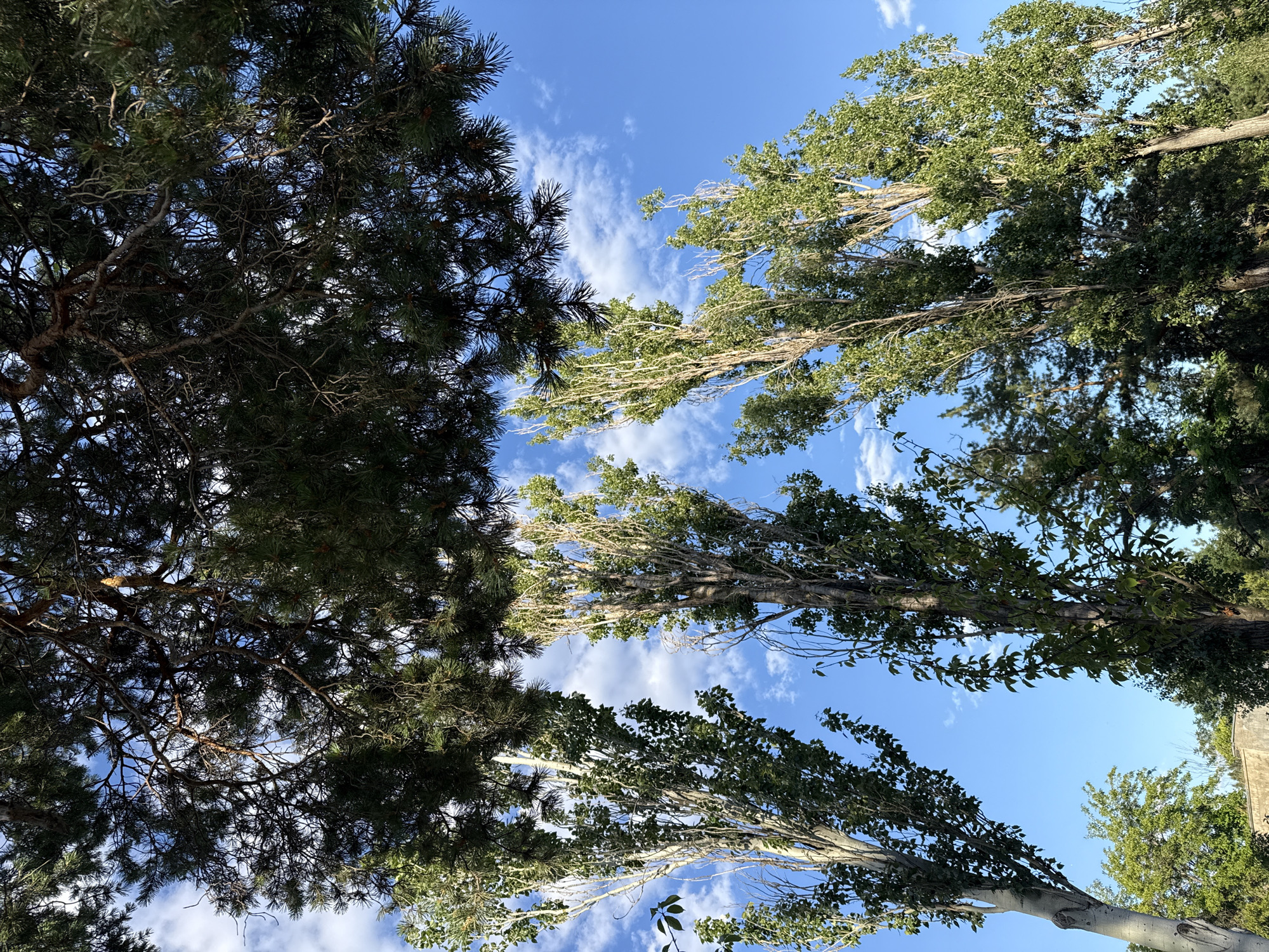 An upward-facing, medium shot captures a grove of tall, slender trees against a bright blue sky dotted with wispy white clouds. The foreground is dominated by the dark green, dense foliage of pine branches, silhouetted against the sky. Below these, several tall trees, appearing to be poplars, rise vertically. Their bark is light-colored and textured, and they are adorned with green leaves and some bare branches. The trees are clustered together, creating a sense of depth. The overall scene suggests a park or natural area within the city of Mykolaiv, Ukraine.