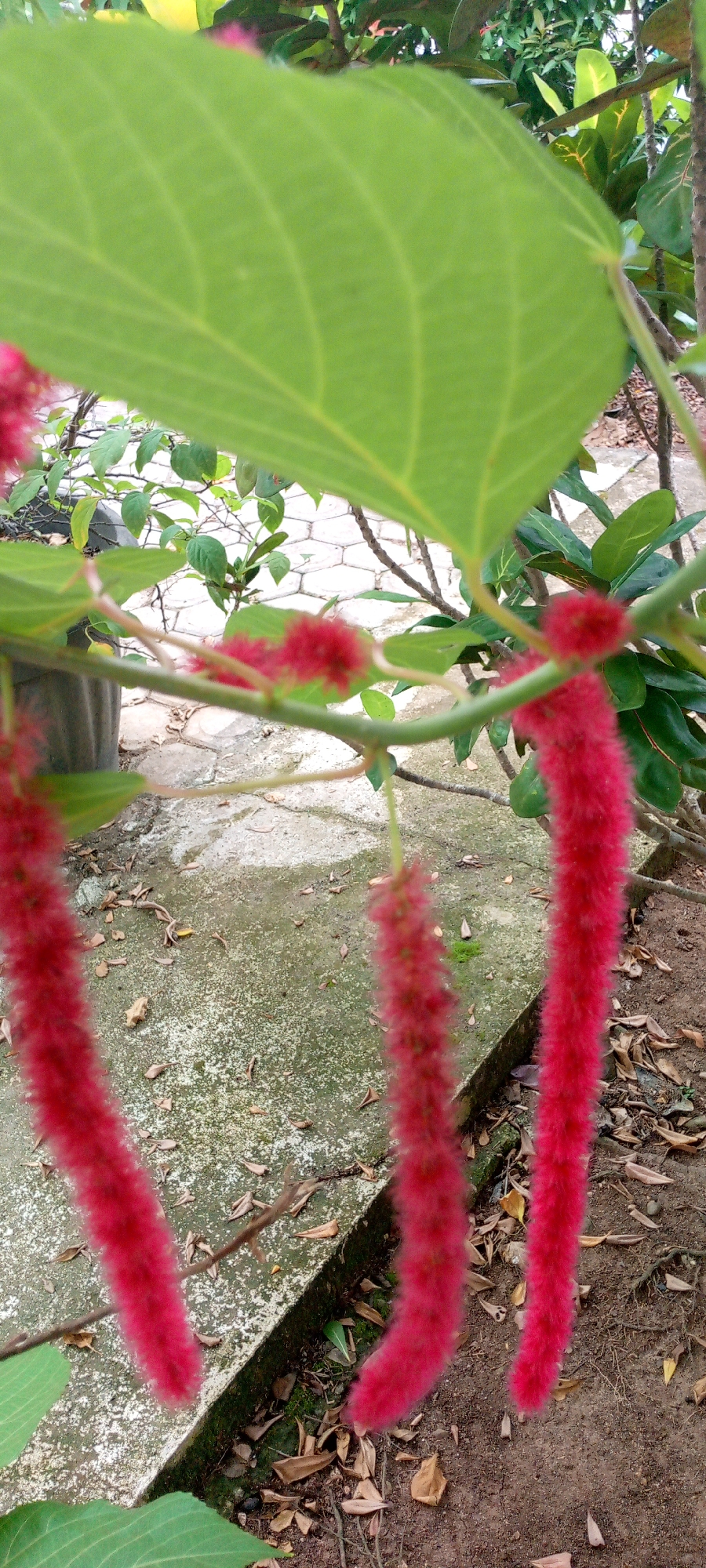 In Baratpayaitek, Indonesia, a close-up photograph captures a branch with fuzzy, red, catkin-like flowers, likely Acalypha hispida, commonly known as the Chenille Plant. The flowers hang downwards, some elongated and others more compact, with a soft, velvety texture. Large, green leaves are visible, framing the foreground and providing a backdrop. The background reveals a paved area with a textured, possibly moss-covered surface, and scattered dry leaves. Some branches of the plant are also in view, along with hints of other greenery. The scene appears to be outdoors, possibly in a garden or park. There are no people or animals visible in the image.
