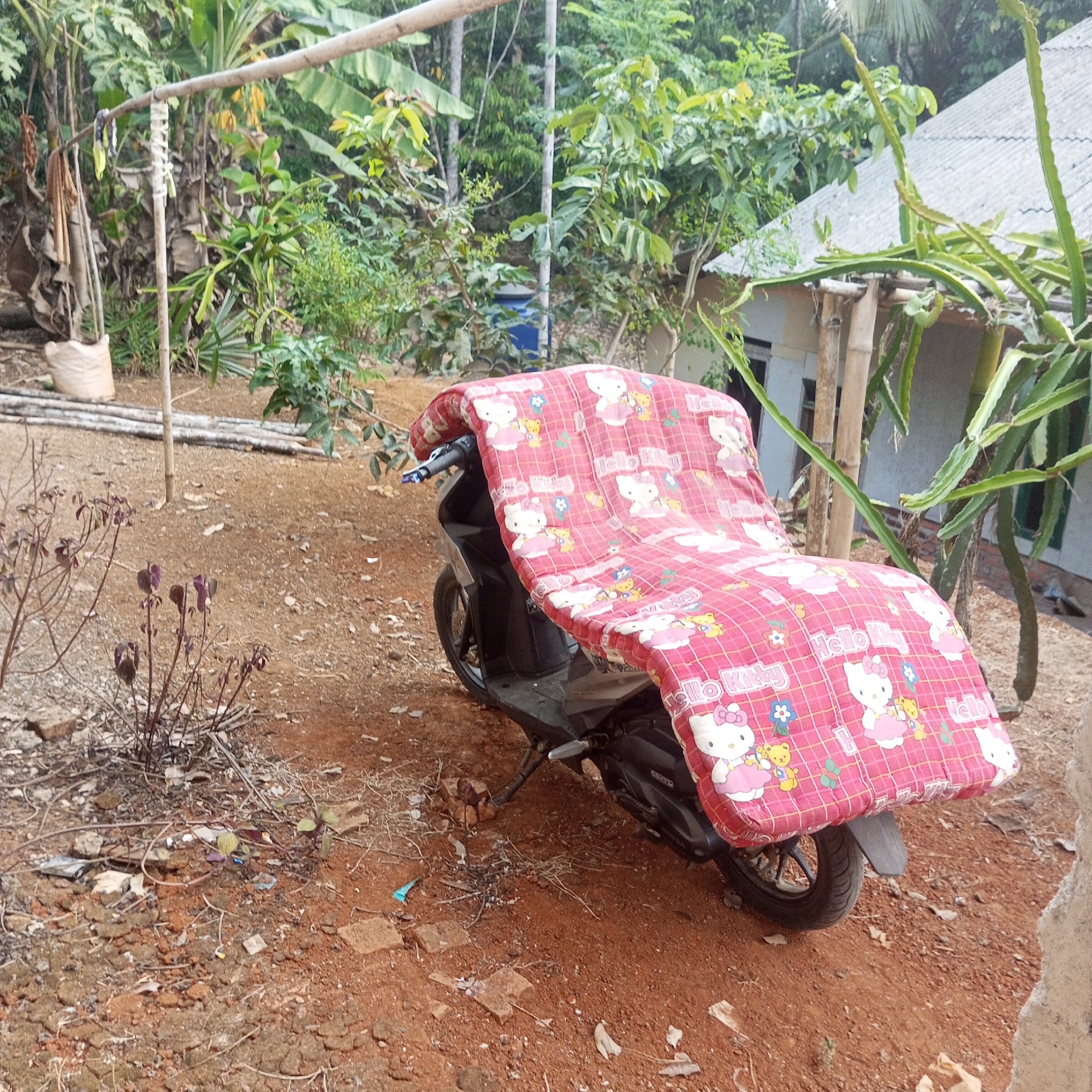 In Cibatuireng, Indonesia, an outdoor scene features a parked black scooter draped with a pink, quilted blanket adorned with Hello Kitty motifs and checkered patterns. The scooter is situated on reddish-brown soil, littered with small stones and dried leaves. The background reveals a lush, overgrown environment with various plants, including banana trees and dragon fruit vines. A simple, unpainted structure with a corrugated metal roof is visible on the right. A bamboo pole structure with some hanging items is present on the left. The ground around the scooter shows signs of being a somewhat unkempt yard.