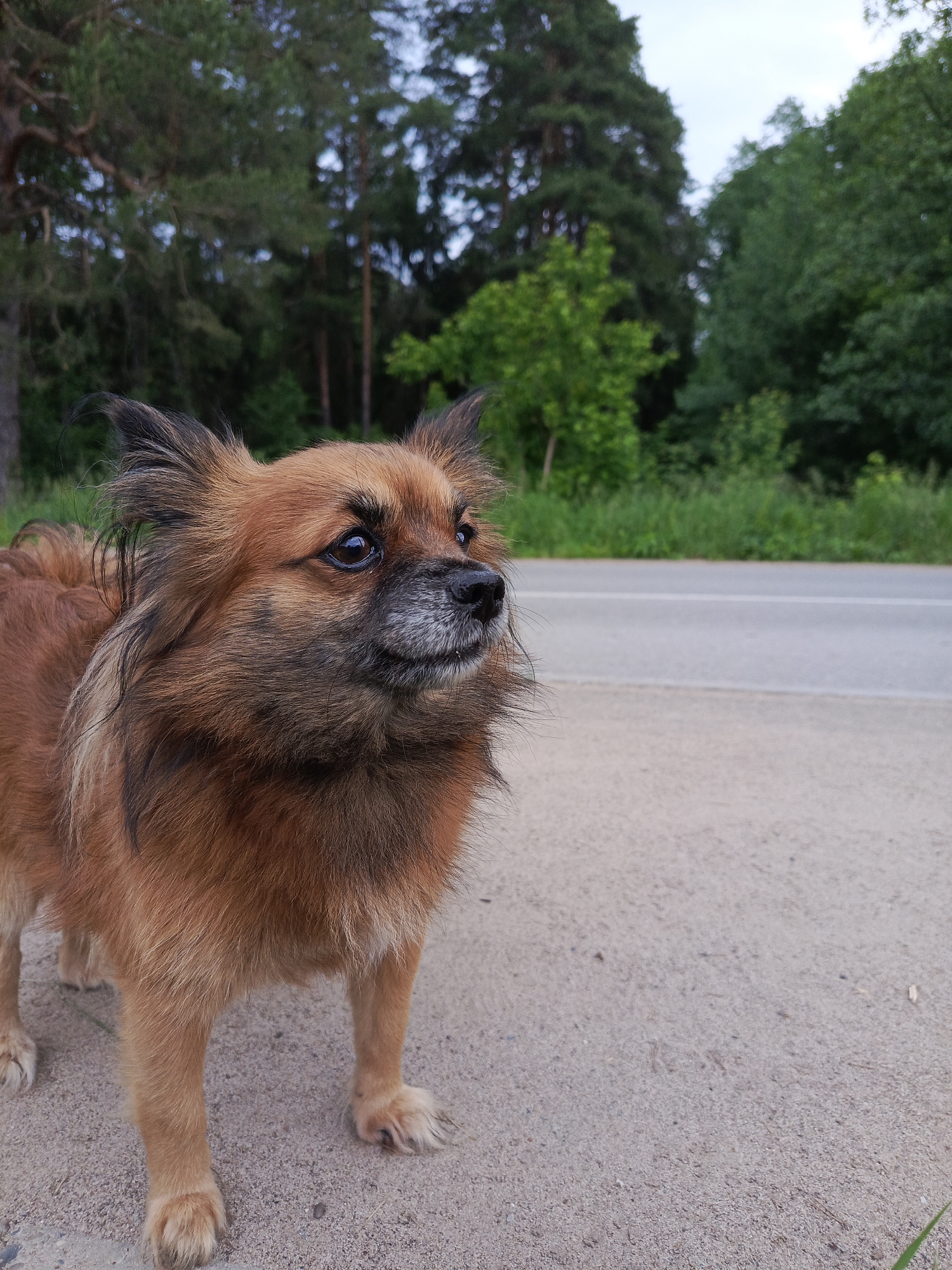 A small, fluffy dog with reddish-brown fur stands attentively on a sandy-gravelly roadside. The dog has dark, alert eyes and pointed ears with black tips, giving it a spitz-like appearance. Its muzzle is dark with some grey fur, suggesting maturity. The dog is looking off to the right side of the frame with an observant, curious expression.
In the background, a paved road with a faint white line runs horizontally across the mid-ground. Beyond the road, a dense green forest dominates the scenery, featuring a mix of tall coniferous and broadleaf deciduous trees. The overall setting suggests a rural or semi-rural environment on the outskirts of a forested area, consistent with the landscape found in Chaikovsky, Russia.
The lighting is soft and diffused, indicating an overcast sky or perhaps late afternoon/early evening hours, as there are no harsh shadows. The dog appears to be calmly observing its surroundings. There are no other visible subjects or discernible text in the image.