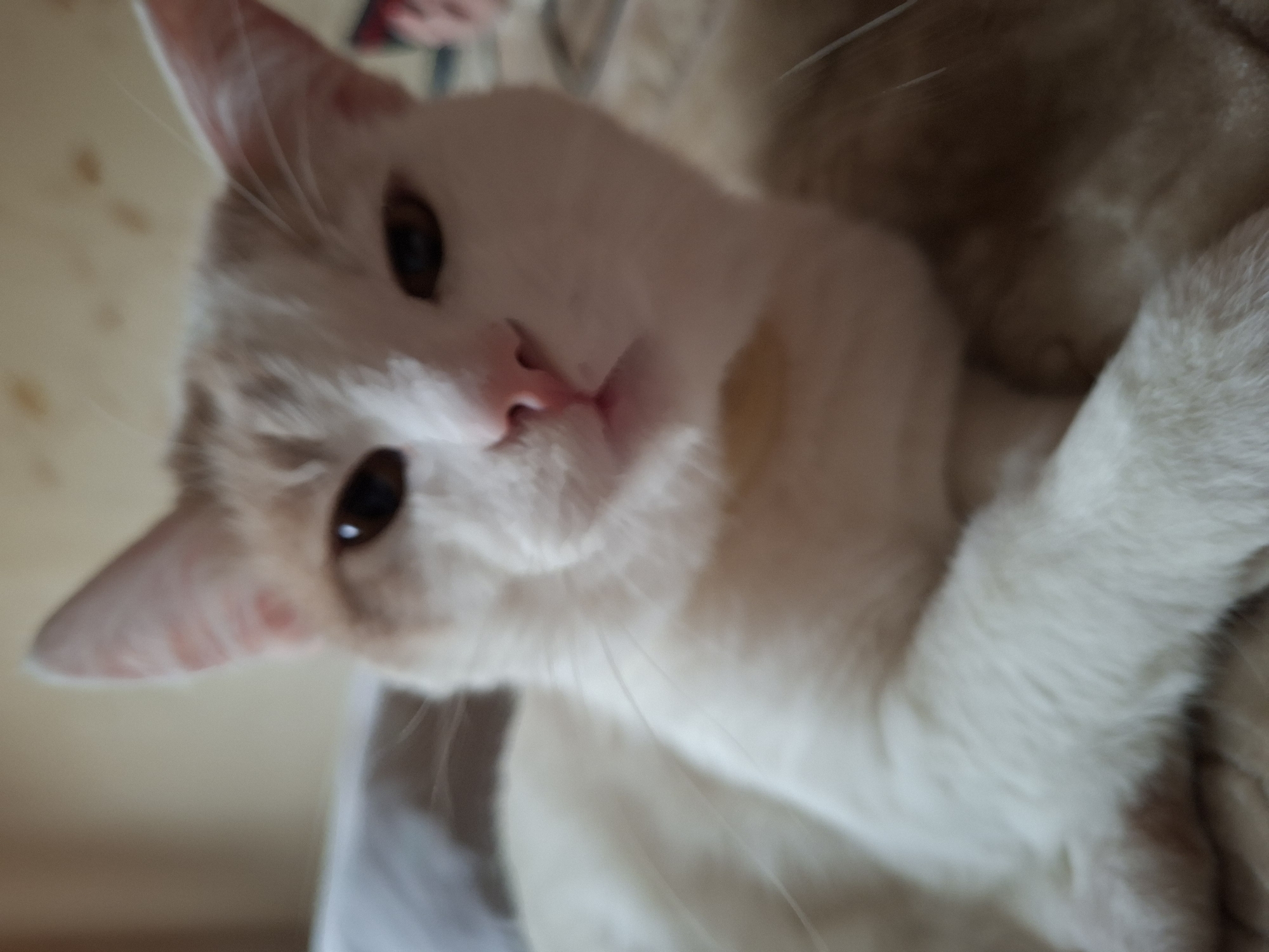 This is a close-up, slightly blurry, eye-level shot of a cat lying down, possibly being held or nestled in a soft surface. The cat appears to be predominantly white with some light orange or cream-colored markings, particularly around its ears and face. Its eyes are dark and alert, and its pink nose is visible. The background is soft and out of focus, with warm, neutral tones that suggest an indoor setting. There's a hint of a textured surface, perhaps a blanket or furniture. The lighting is soft, and there are no strong shadows, indicating it's likely daytime, but the specific time is not discernible. The overall mood is intimate and relaxed, capturing a moment of quiet repose for the animal. There is no visible text in the image. The provided location context of Mykolaiv, Ukraine, offers a geographical reference but doesn't add specific visual cues to the image itself.