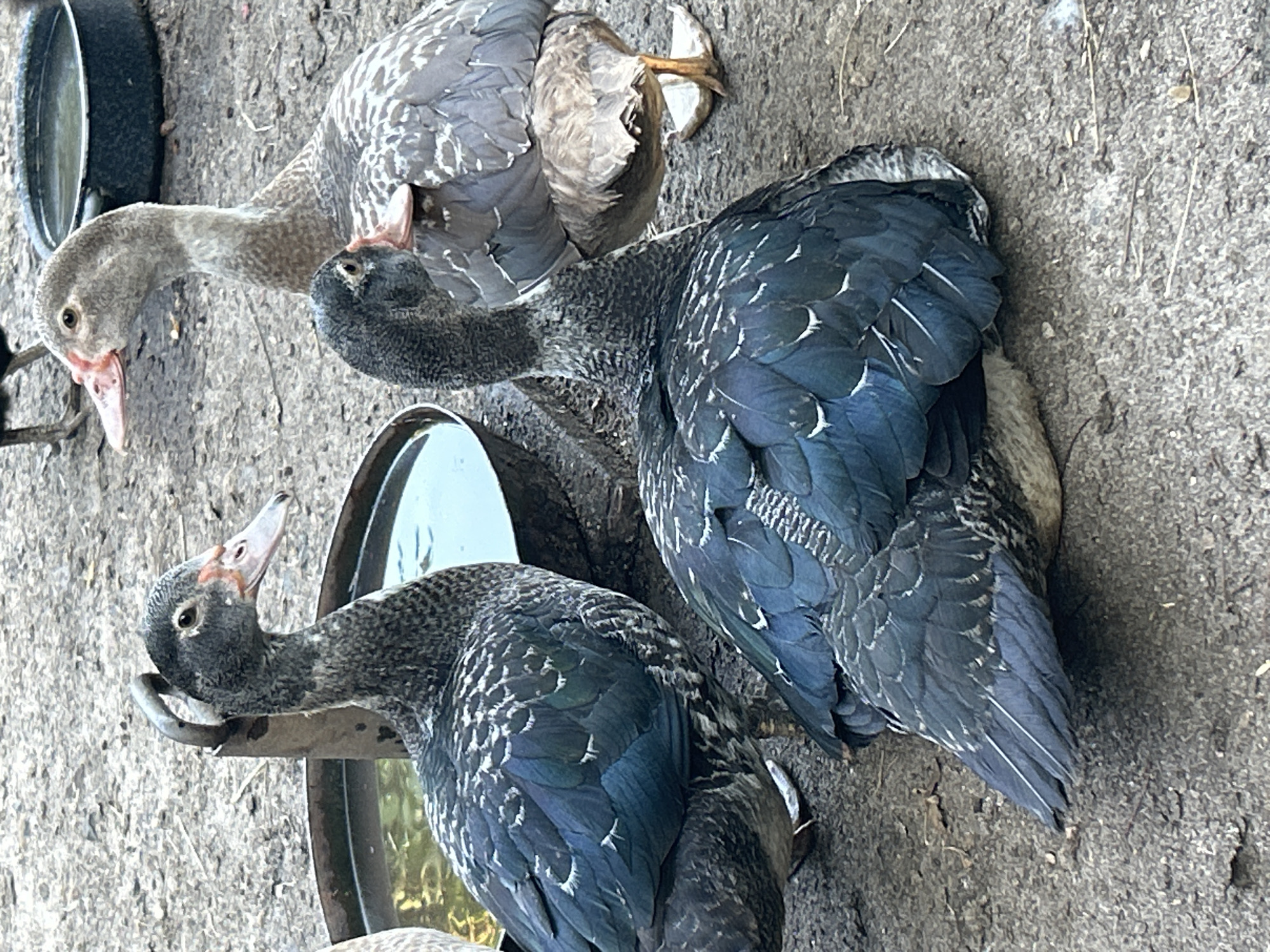 In an outdoor setting with a dirt and gravel ground, several ducks are gathered around water containers. Two ducks are in the foreground, one is sitting and the other is standing. Both have dark, iridescent blue-green feathers on their wings and backs, with white speckles on their necks and chest. Their beaks are a pale pinkish-orange, and they have dark eyes. A third duck, with lighter gray and white speckled feathers, stands behind the two in the foreground, its head angled towards the right. A fourth duck, mostly obscured, is visible in the background to the right, its tail and legs showing. Two dark metal water containers are present, one in the middle ground with a curved handle attached to a metal pole, and another to the right. The ducks appear to be in a farm or rural environment. The location is Unknown, Unknown.
