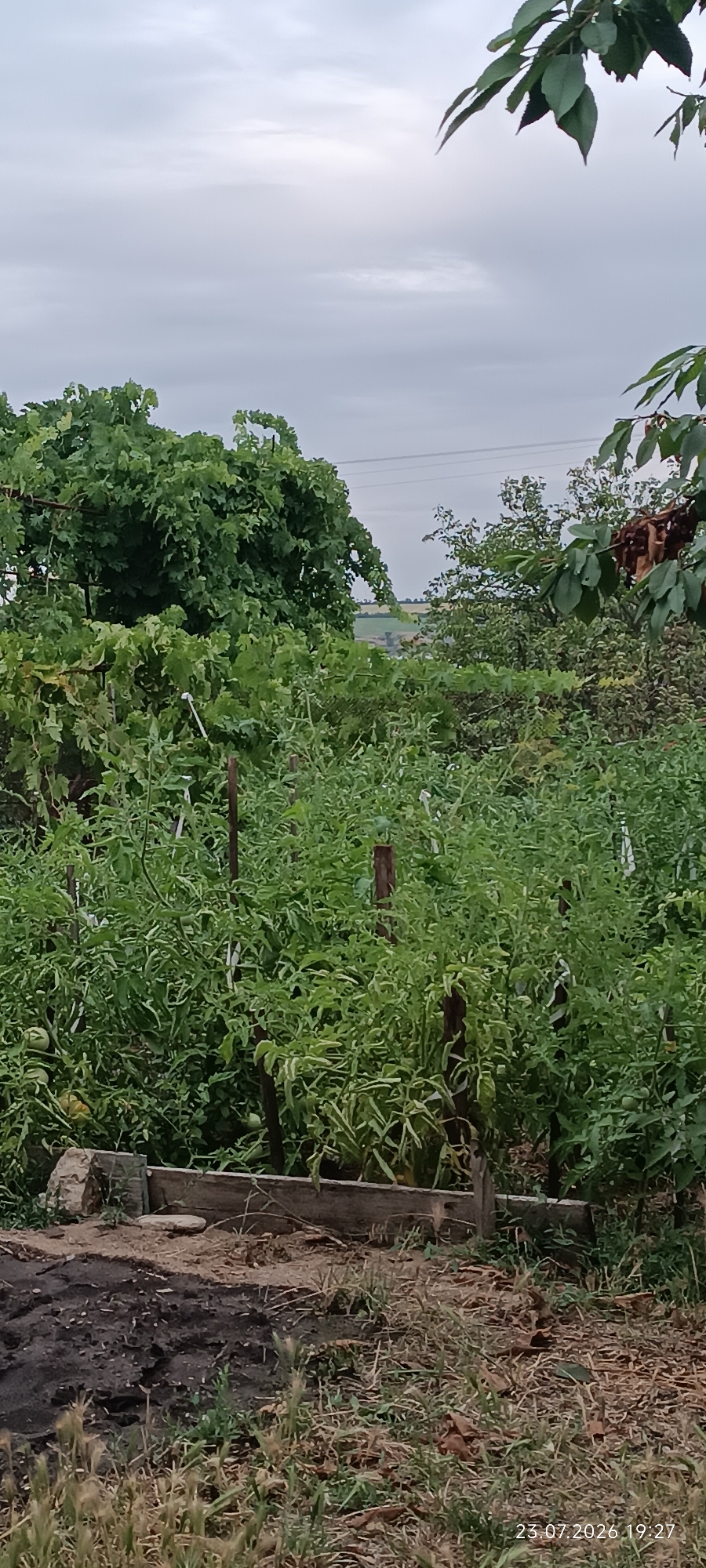 The image depicts an overcast sky above a garden area in Bohnatove, Ukraine. In the foreground, a wooden raised bed contains dense green foliage, likely tomato plants, with some stakes for support. The ground around the bed is a mix of dark soil, dry grass, and scattered leaves. To the left, a large cluster of green grapevines dominates the scene, with vines trailing across a rustic support structure. In the background, a line of trees and fields can be seen under the cloudy sky. The date stamp "23.07.2026 19:27" is visible in the lower right corner. There are no people present in the image.