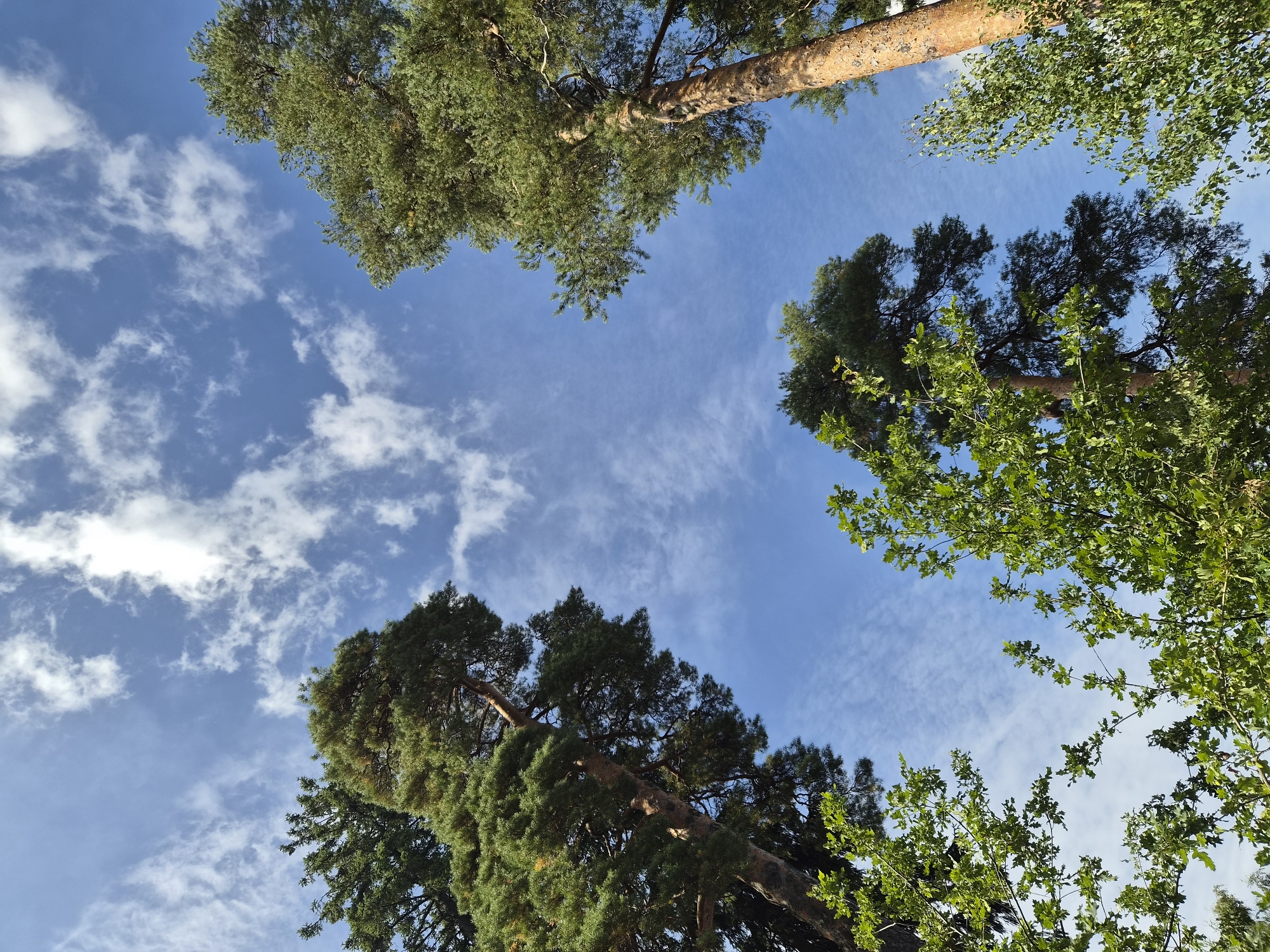 This is a low-angle, vertical shot looking up at the sky from a wooded area. The sky is a bright blue with scattered white, wispy clouds. Surrounding the sky are the tops of several tall trees. On the left, a large pine tree with dark green needles dominates the frame, its trunk partially visible. To the right and slightly further back, another large pine tree with lighter green foliage is prominent, its textured, reddish-brown trunk clearly visible. In the foreground, framing the bottom of the image, are the bright green leaves of deciduous trees, likely oak or birch, with their branches reaching upwards. The overall scene suggests a natural, outdoor environment, possibly a park or forest, with the sun filtering through the leaves and casting shadows, creating a dappled effect. The specific location of Vyborg, Russia, is not discernible from the visual information provided in the image.