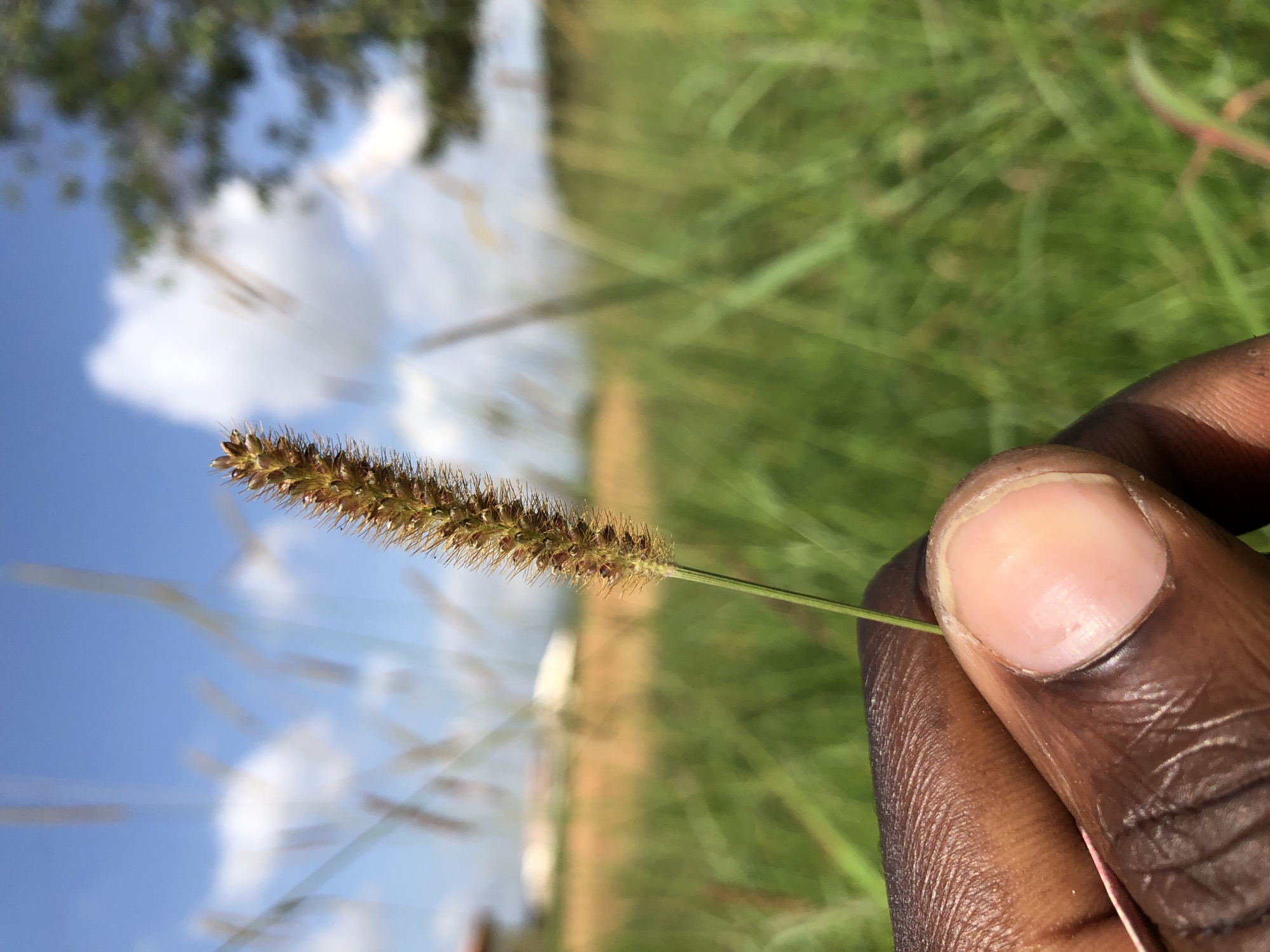 A close-up, side-view shot focuses on a person's hand holding a stalk of grass. The hand is dark-skinned with visible fingerprints and a fingernail that is light pink. The stalk of grass is thin and green, with a brown, bristly seed head. The grass head is in focus, while the background is blurred, creating a shallow depth of field.
The background consists of green grass, a bright blue sky with fluffy white clouds, and some trees with green foliage in the upper left corner. The blurriness of the background suggests the photo was taken outdoors during the day, likely in a natural setting such as a field or park. The lighting appears to be natural sunlight, casting a soft glow. The overall impression is one of a casual moment, perhaps a person examining a plant.
There is no visible text in the image. The setting is implied to be Jos, Nigeria, based on the provided location context, suggesting a warm, possibly sunny day with a clear sky.