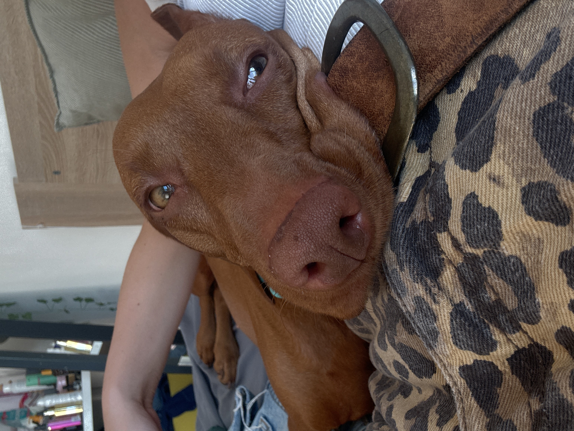 A close-up, high-angle shot captures a reddish-brown dog, likely a Vizsla, resting comfortably on a person's lap or chest in an indoor setting in Sofia, Bulgaria. The dog's head fills a significant portion of the frame, tilted slightly, with its warm brown eyes looking directly at the viewer. Its nose is a soft pinkish-brown, and its short, smooth fur appears well-groomed.
The dog is nestled against a person, with a light-skinned arm visible on the left side of the frame, and a section of a person's body covered in a distinctive leopard print fabric (possibly a jacket or shirt) on the right. A robust brown leather strap or collar with a metallic buckle is also visible near the dog's ear on the right, suggesting it might be part of the person's attire or a dog accessory. Below the leopard print, a hint of blue denim fabric, possibly jeans, can be seen.
In the background, on the upper left, a light wooden floor is visible, along with a striped pillow or cushion. The lower left of the image shows a blurred glimpse of a shelving unit holding various small, colorful items, possibly toiletries or craft supplies, hinting at a domestic environment. The lighting is bright and natural, suggesting it is daytime. The dog's expression appears calm, curious, and affectionate, conveying a sense of companionship. No visible text is present in the image.