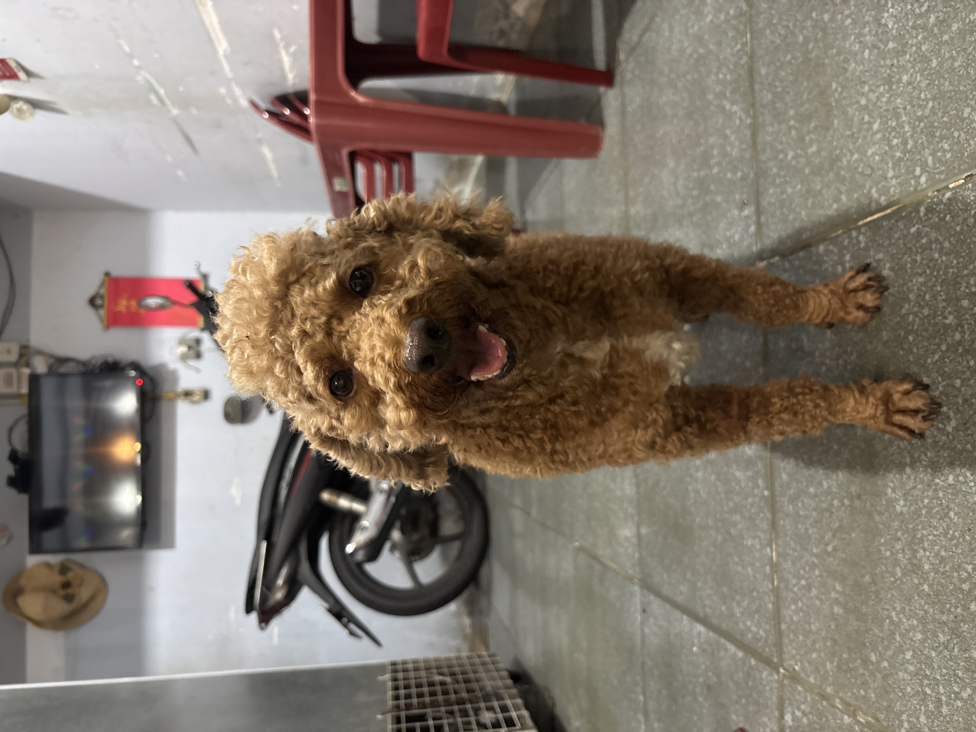 A reddish-brown curly-haired dog, appearing to be a poodle, stands centrally in an indoor setting, facing the viewer directly. Its mouth is slightly open, revealing a small portion of its tongue, and its dark eyes are wide and focused forward, conveying an alert and friendly expression. The dog's fur is dense and tightly curled across its body. Its front paws are visible on the tiled floor.
The environment is a utilitarian room with grey tiled flooring, showing distinct grout lines. The wall on the left is painted a light blue color. A light brown straw hat hangs on the upper left portion of this wall. Below the hat, a flat-screen television is mounted, displaying blurred, multi-colored lights on its screen, and a red power indicator light is visible. Wires descend from beneath the television. To the far left, a grey, rectangular unit with a grated side, possibly a ventilation or cooling appliance, is partially visible.
In the mid-ground, behind the dog, a black motorcycle or scooter is parked, with its rear wheel, silver exhaust pipe, and part of its body visible. The wall on the right side of the frame is white with several horizontal marks or imperfections. A red rectangular banner or scroll, adorned with gold-colored script, hangs on the upper right wall. Below it, a white circular object is affixed to the wall. Further to the right, a red plastic table and a red plastic chair are partially visible, with the table legs prominent. The overall lighting in the room is artificial and somewhat subdued.
Location: Unknown, Unknown.