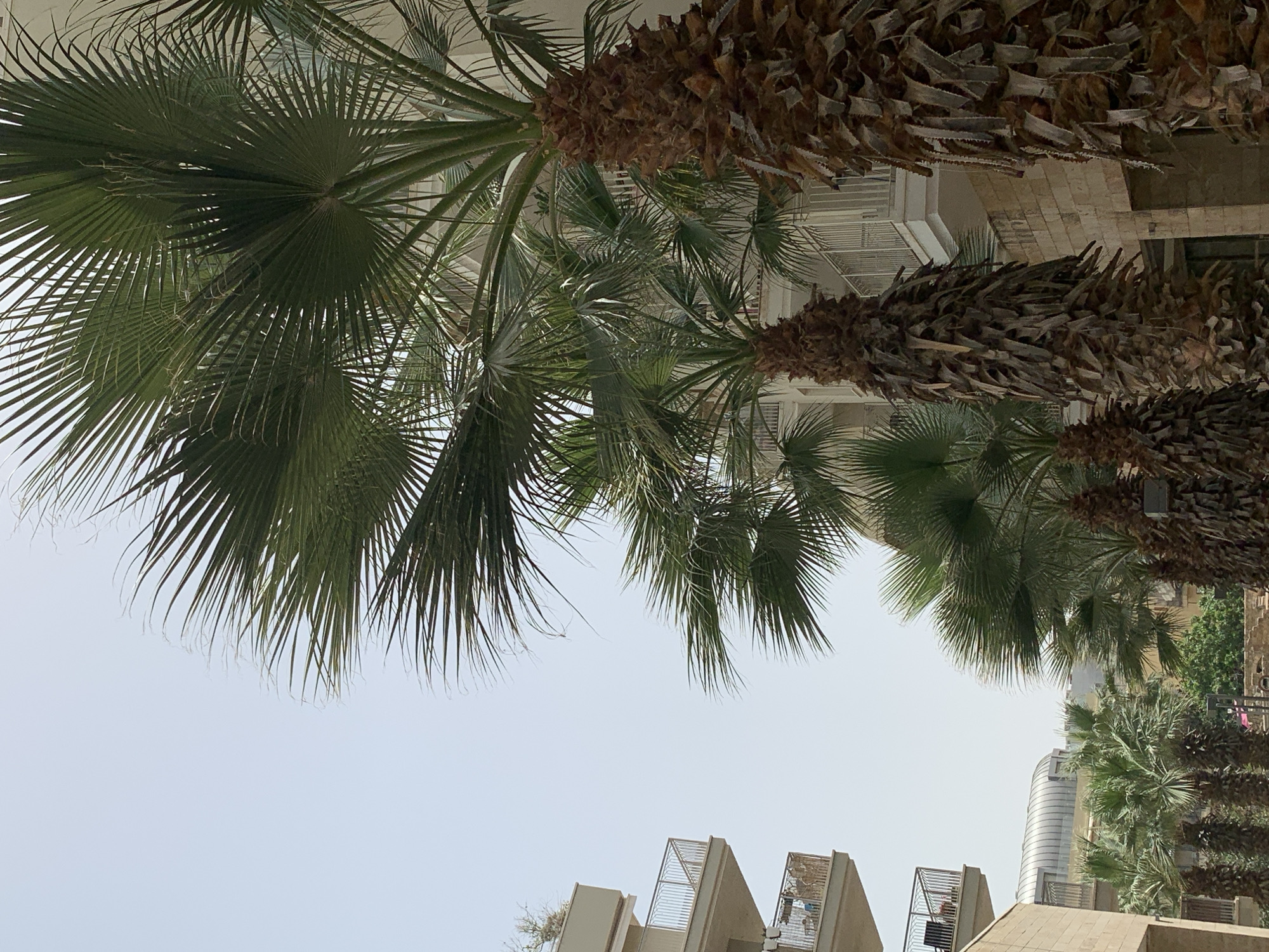 The image shows a view looking up towards palm trees and buildings in Tel Aviv, Israel. The sky is light blue. The palm trees have large green fronds and brown trunks covered in old frond bases. Below the palm trees, there are modern buildings with concrete structures and metal railings. A tall, cylindrical building is visible in the distance. People can be seen on the upper levels of some buildings. The overall scene conveys a sunny, urban environment with palm trees.