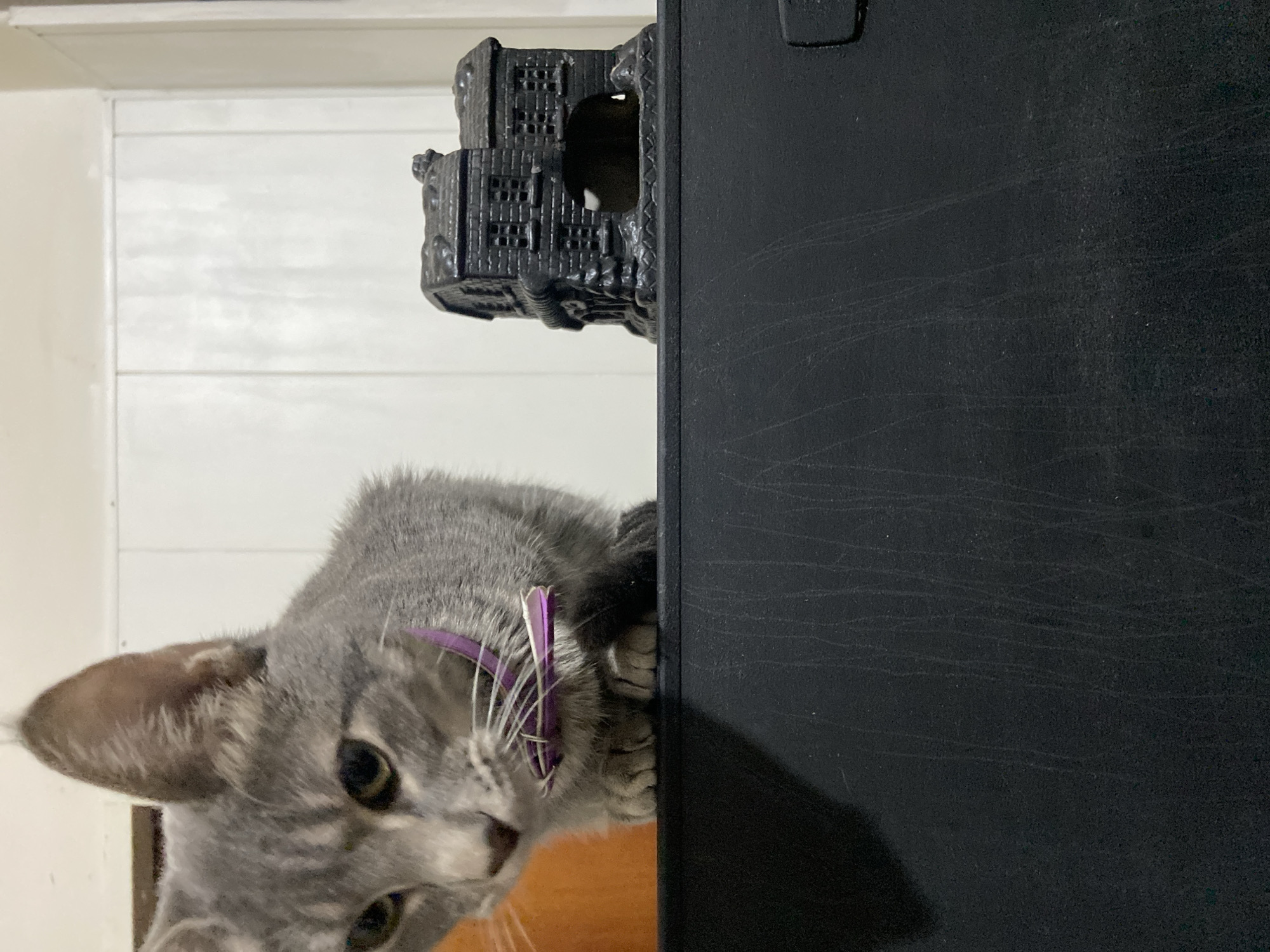 A grey tabby cat with a purple feather accessory on its collar is captured peeking from behind a large, black, rectangular object, likely a speaker or piece of furniture. The cat's head is tilted to the left, and its light-colored eyes are focused directly towards the viewer, conveying a sense of curiosity and alertness. One of its paws is visible, resting on the top edge of the black object as if steadying itself.
The black object, which dominates the right side of the frame, has a matte, slightly textured surface with several visible scuff marks and lines, indicating wear. Perched on top of this black object, behind and slightly above the cat, is a dark, intricately detailed decorative item that resembles a miniature multi-storied building or castle.
In the background, a light-colored wall with distinct horizontal paneling is visible, suggesting an indoor setting. Below the cat's head, a warm, wooden-toned surface can be seen. The overall lighting appears to be ambient indoor light. There is no visible text in the image.