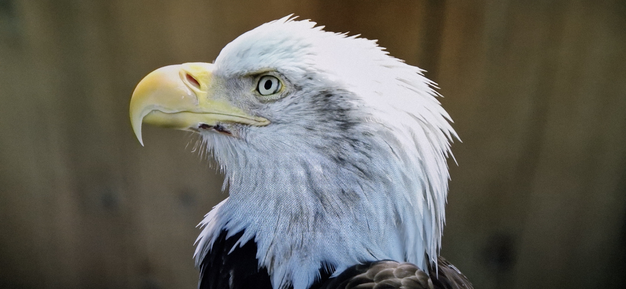 A close-up, profile shot shows the head of a bald eagle against a blurred, brown background. The eagle's head is turned to the left, with its prominent yellow beak and piercing green eye clearly visible. The bird has white feathers on its head and neck, transitioning to gray and white feathers on its chest, with darker feathers on its back. The background appears to be natural, possibly suggesting an outdoor enclosure or habitat. There are no people or discernable city elements in the image.