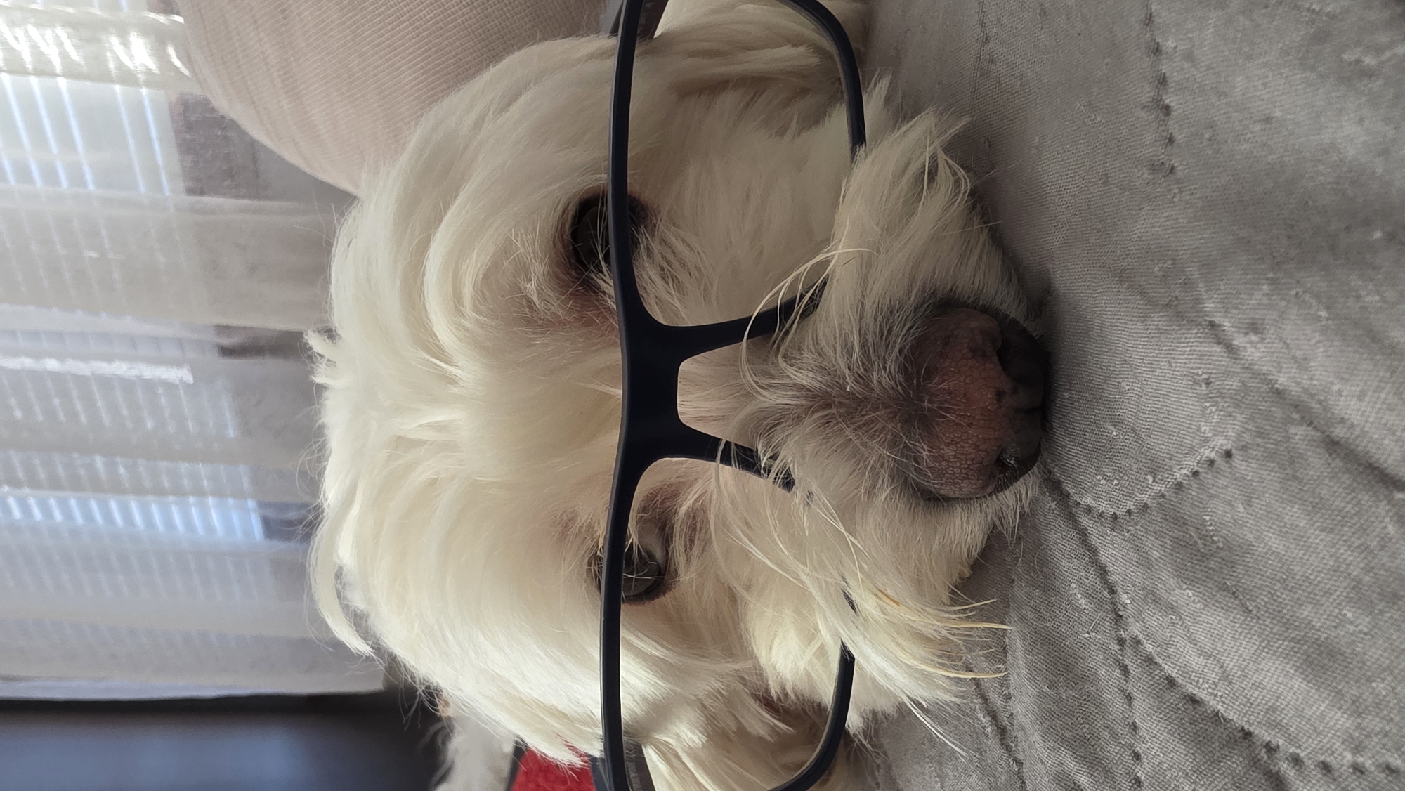 A white fluffy dog is lying on a gray quilted surface, likely a bed or couch. The dog is wearing dark-rimmed glasses that are positioned over its eyes. The dog's face is the primary focus, with its nose and eyes visible through the lenses. The background shows white curtains and blinds. The overall impression is that of a pet posing humorously. This scene is not in Blagoevgrad, Bulgaria.