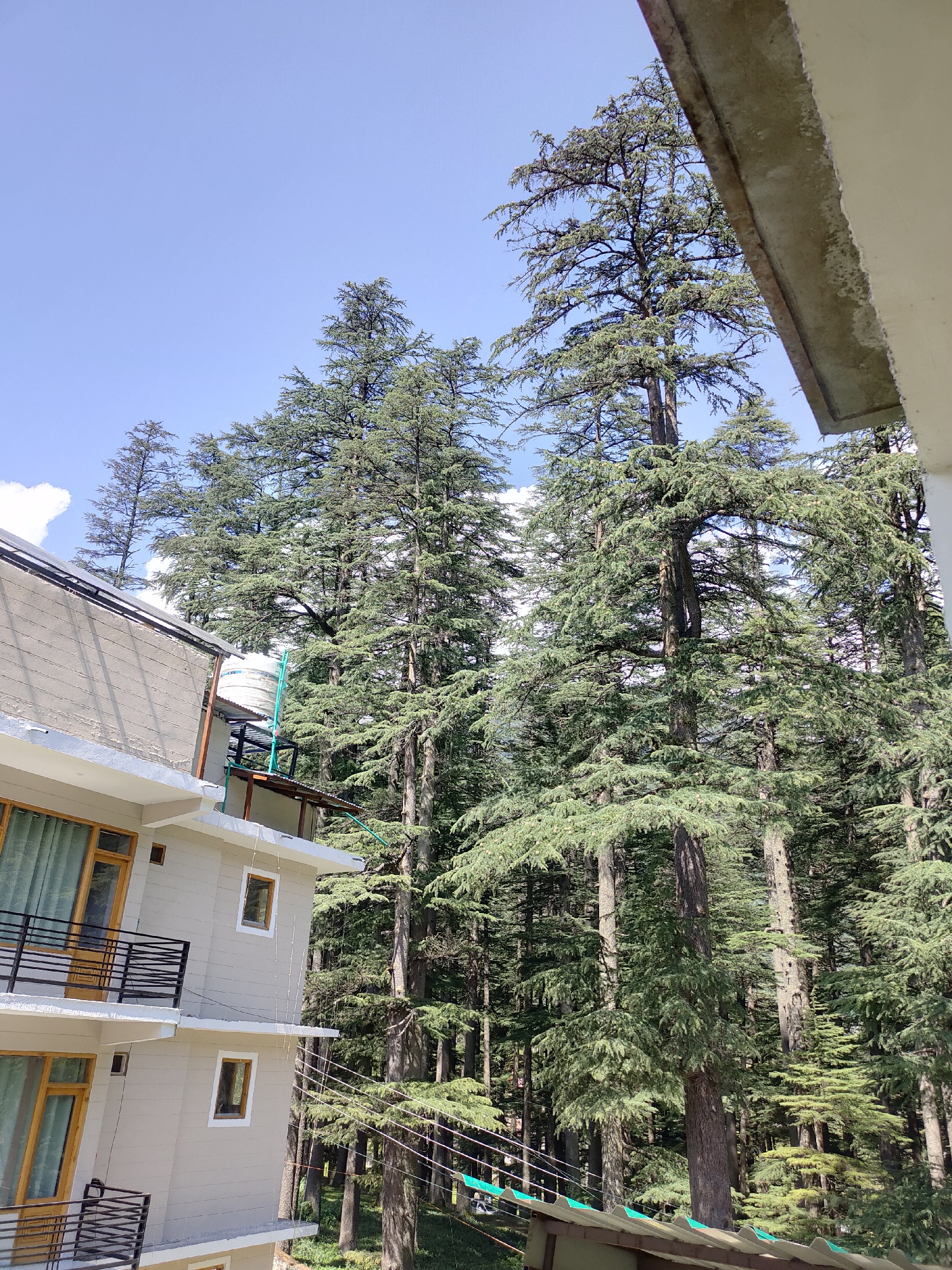 A high-angle shot captures a multi-story building to the left, constructed with light-colored walls and dark-trimmed windows. Balconies with black railings are visible on at least two levels, with one balcony featuring a brown-framed glass door. Adjacent to the building, a dense forest of tall, green coniferous trees dominates the frame, their branches reaching towards a clear blue sky with scattered white clouds. The trees are positioned behind and to the right of the building, creating a natural backdrop. The image appears to be taken from a higher elevation, possibly a balcony or window of another building, as a concrete overhang is visible in the upper right corner. The lighting suggests it is daytime, with the sun casting shadows among the trees.