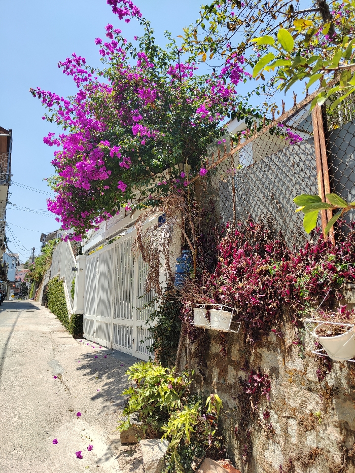 The scene depicts a narrow, paved alleyway or side street in Thành phố Đà Lạt, Vietnam, under a clear, bright blue sky. The concrete path in the foreground is sparsely scattered with fallen purple bougainvillea petals. To the right, a weathered stone retaining wall is partially covered with dense, dark red-leafed ground cover and various green plants. Two white metal hanging planters containing small plants are affixed to this wall on the left, with one additional white planter visible on the far right. Above the stone wall, a rusted chain-link fence supported by two vertical brown metal posts extends across the midground. A large bougainvillea plant with abundant vibrant purple flowers and green foliage arches prominently over this fence from the left. To the left of the frame, a tall, white metal gate with vertical slats provides access to a property, bordered by a lower white wall section. A blue plastic water bottle rests against the wall near the gate, partially obscured by dried vines. A small, faded blue rectangular sign with white numbers, possibly '12A' or '124', is affixed to the wall immediately adjacent to the gate. The paved path ascends into the background, where distant residential buildings and additional greenery are visible under overhead utility lines. No individuals are present in the frame.