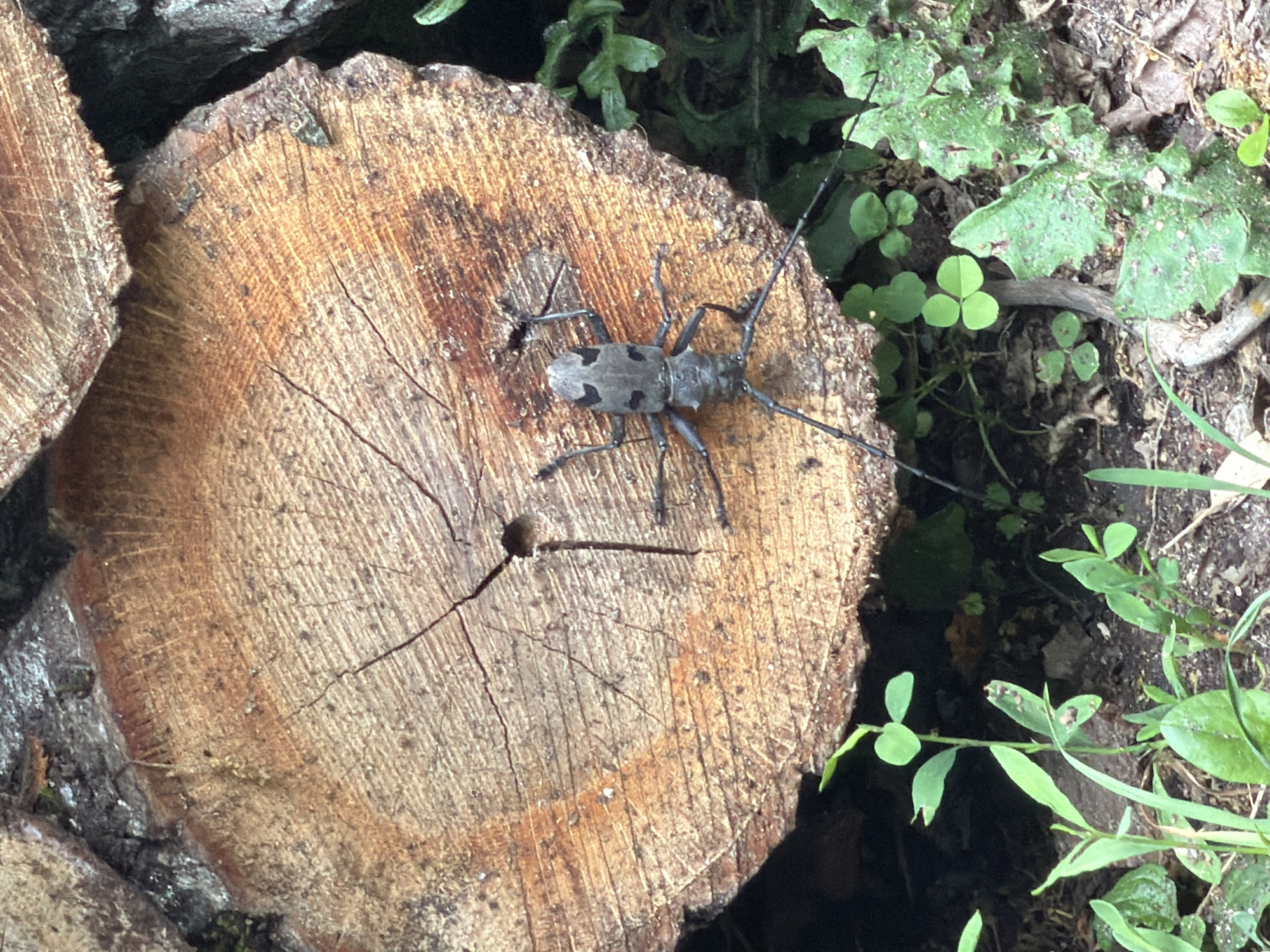 The image captures a detailed view of a large longhorn beetle resting on the cut end of a log in a natural outdoor setting, likely in Dubovik, Montenegro.
The prominent subject is a gray-bodied beetle with distinctive irregular dark-brown or black spots on its elytra (wing covers) and exceptionally long, segmented antennae that extend significantly beyond its body. The beetle's six legs are visible as it grips the textured wooden surface.
The log the beetle is on is a cross-section of a tree trunk, revealing prominent concentric growth rings, radial lines, and several cracks radiating from the center. Its surface is a light to medium brown, with some darker areas. To the left, another similar log end is partially visible.
Surrounding the logs, particularly in the upper right and lower right sections, is a lush natural ground cover. This includes various green plants, such as clover-like leaves and other broad-leafed vegetation, growing from dark soil or earth. The scene suggests a wooded or forested environment. The lighting indicates it is daytime. No people or visible text are present. The overall impression is a quiet moment in nature.