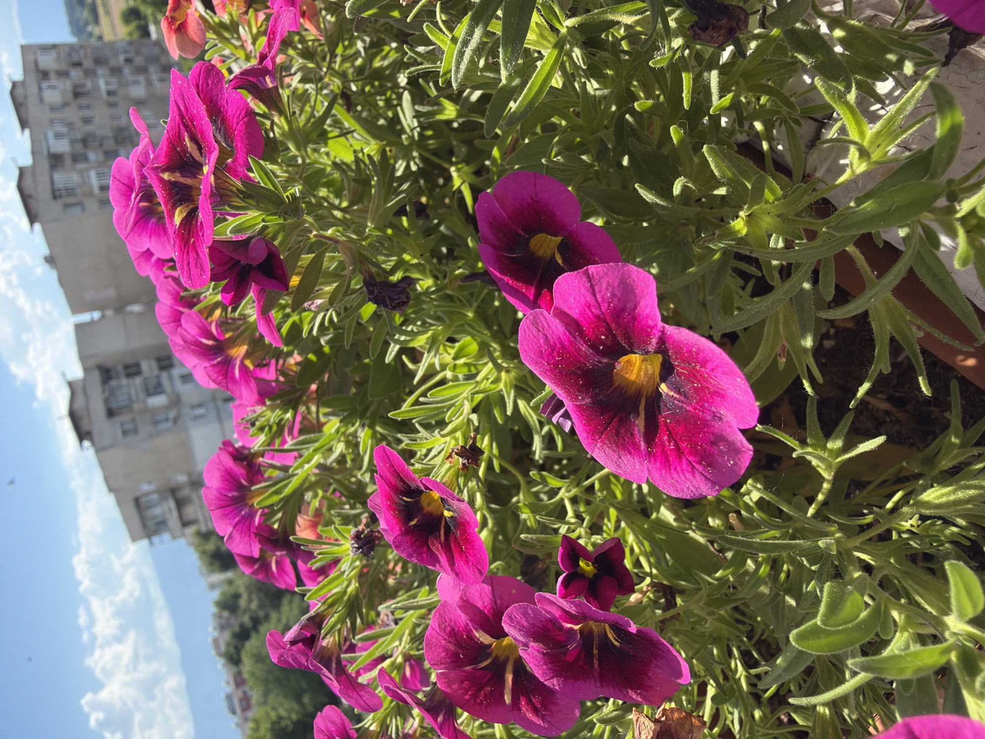This is a close-up, eye-level shot of bright magenta petunias in a planter. The flowers have dark centers and ruffled petals. The background shows a few buildings, a hazy sky with clouds, and distant green hills, indicative of an urban or semi-urban environment. The overall impression is a sunny day. The location is likely a residential balcony or rooftop in Pazardzhik, Bulgaria, given the architectural style of the buildings which appear to be Soviet-era apartment blocks common in the region.