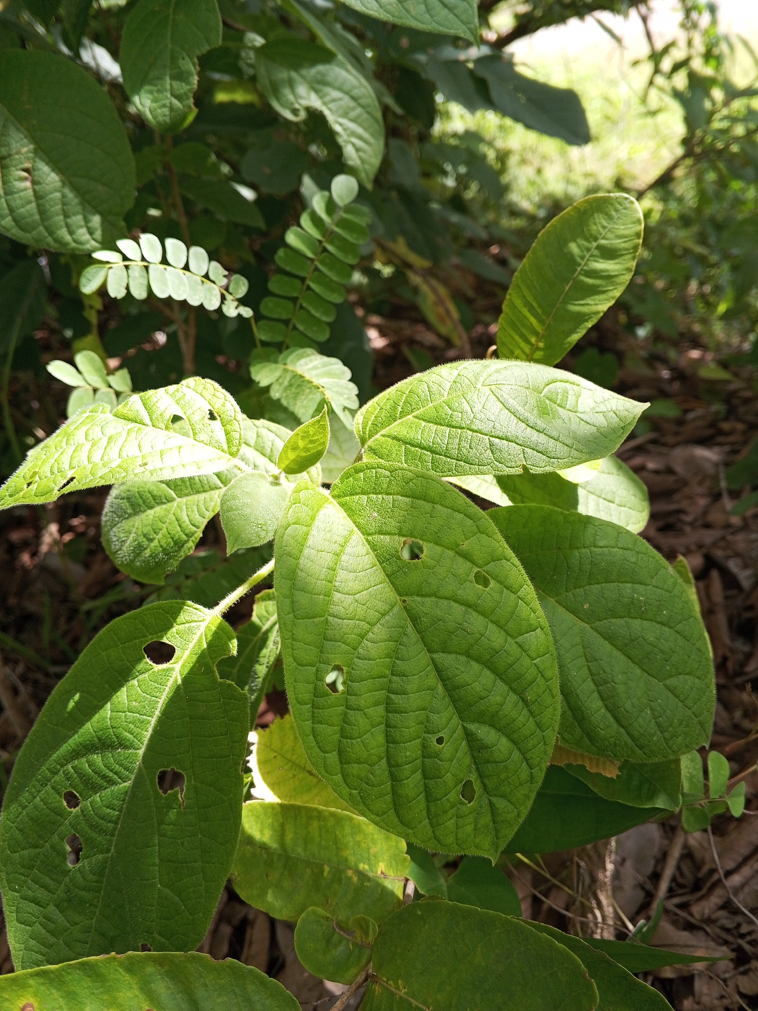 A close-up captures various green plants in an unidentified outdoor setting. A prominent plant with large, textured leaves, some exhibiting holes and jagged edges, dominates the scene. Another plant with small, rounded leaflets is also visible. The lighting suggests a sunny day, with shadows and highlights accentuating the leaf textures. The environment consists of foliage and some ground debris.