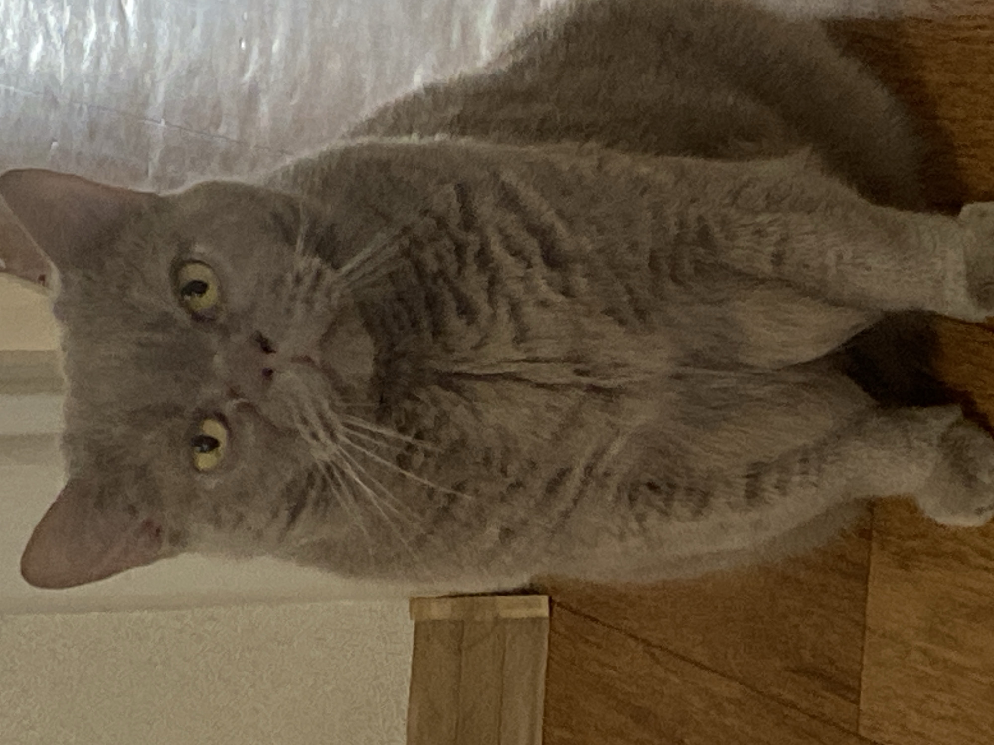 A medium shot shows a fluffy, grey British Shorthair cat sitting on a wooden floor. The cat is facing the camera, with its head tilted slightly. Its eyes are a bright yellow, and its ears are pointed. The cat's fur is thick and dense, with subtle tabby markings on its chest. The background is blurred, but it appears to be an indoor setting with a textured wall and a wooden surface. The lighting is soft, casting subtle shadows. The overall impression is one of a calm and contented pet.