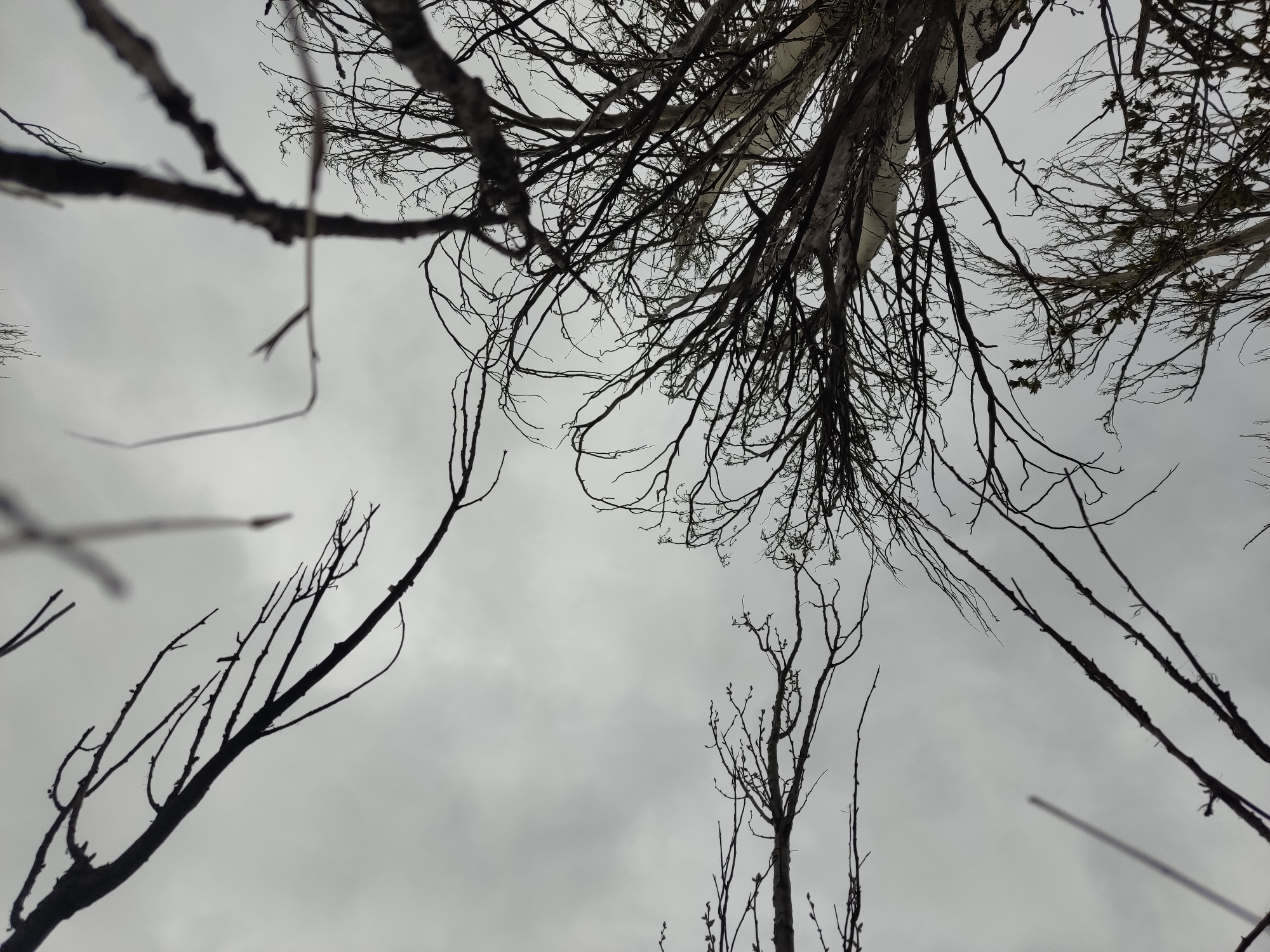 The image depicts a view looking upwards through bare tree branches against a cloudy, overcast sky. Some branches show signs of early budding. There is no indication of a specific location, people, or objects beyond the trees and sky. The city of Brianka, Ukraine, is not identifiable within the scene.