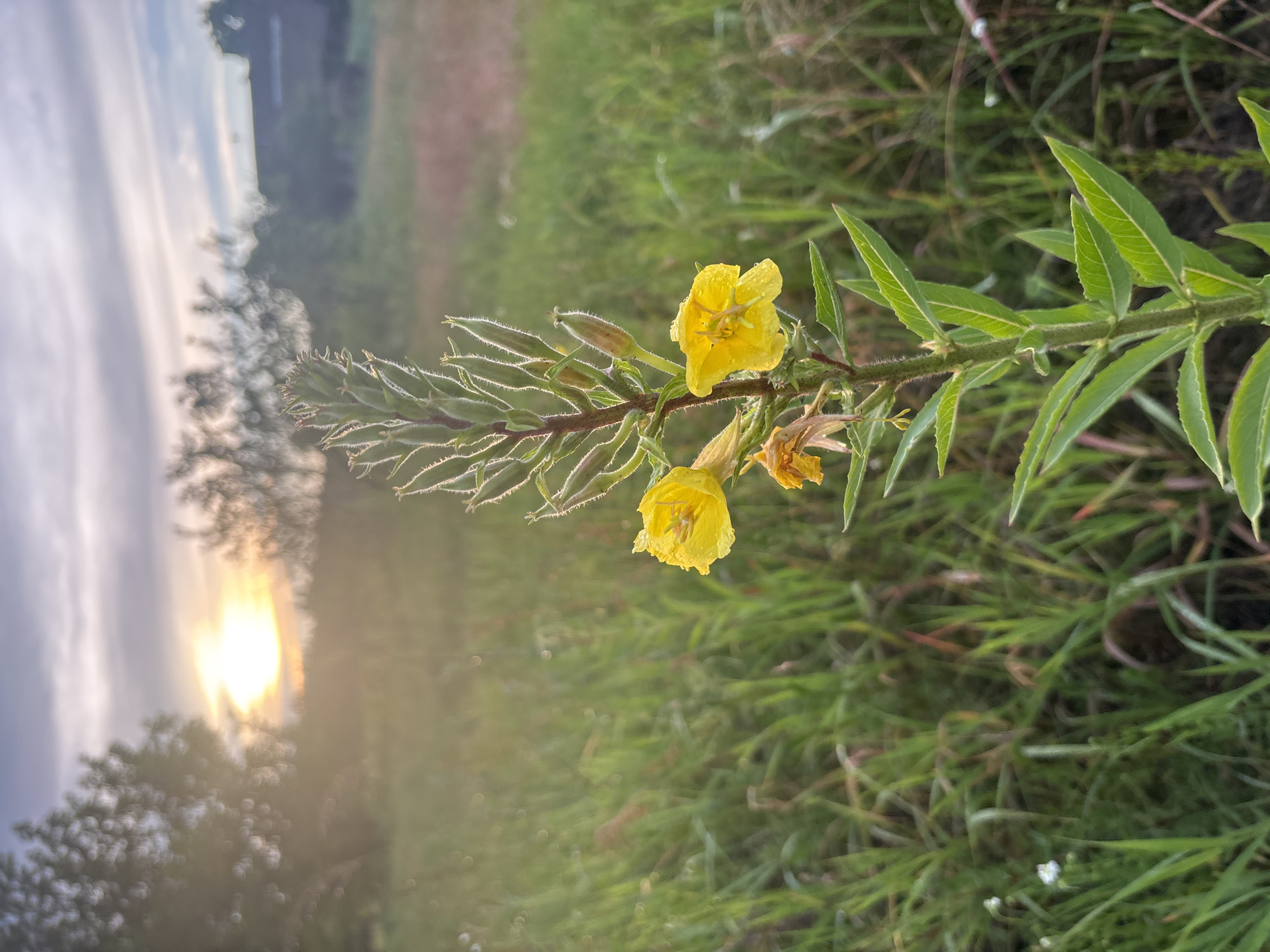The image depicts a natural scene with a focus on a stem of yellow flowers, likely evening primrose, against a backdrop of green grass and a blurry sky. The flowers are in bloom, with water droplets visible on their petals, suggesting recent rain or dew. The stem has long, pointed leaves and developing buds, some of which are covered in fine, white hairs. In the background, the sun is setting or rising, casting a warm glow through a hazy sky and illuminating some trees. The overall impression is one of a serene, early morning or late evening in a rural setting. The location is identified as Tsiereshkavicki Sel'ski Saviet, Belarus. There is no visible text in the image.