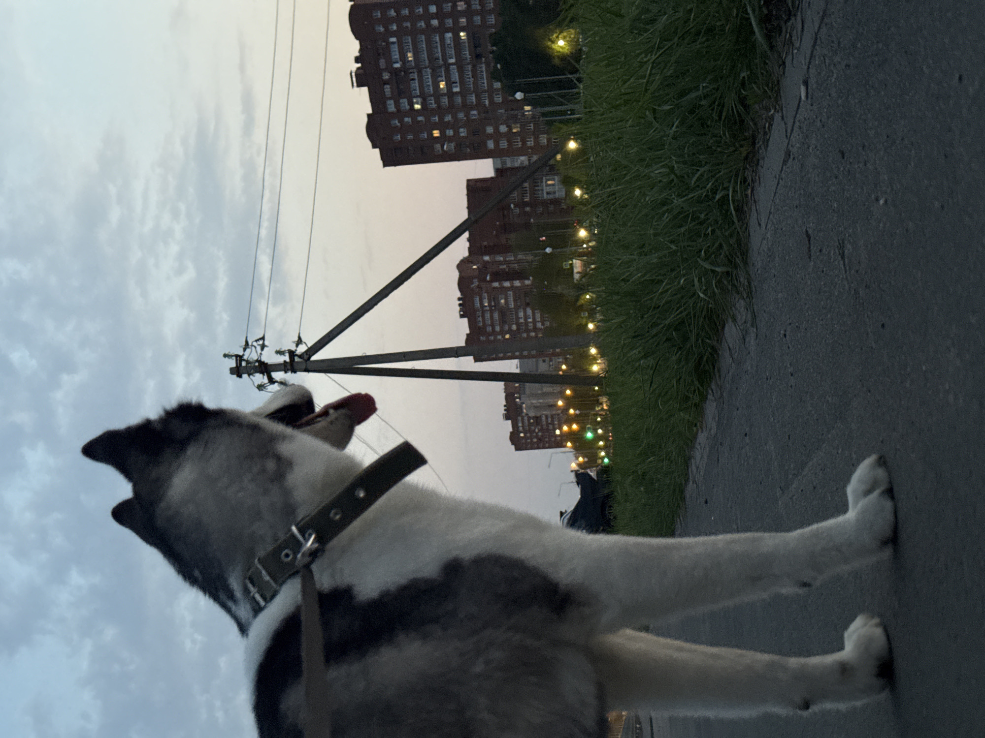 A sideways view reveals a dog with a collar standing on a paved road in Unknown, Unknown, with several tall buildings visible in the background and power lines overhead. Grass grows along the side of the road near streetlights. The sky is cloudy with a hint of color.