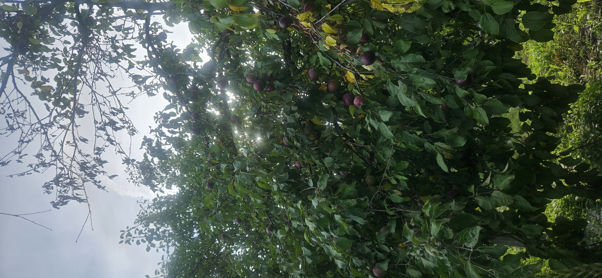 The image depicts an apple tree laden with ripe, dark red apples. The tree's branches are dense with green leaves, some of which are beginning to turn yellow. Sunlight filters through the leaves, creating dappled light and lens flare effects. The background is a mix of sky and foliage. The scene appears to be in a natural setting, possibly a garden or orchard, but without further context, a specific location in Vitsebsk, Belarus, cannot be determined. There are no people or animals visible in the image.