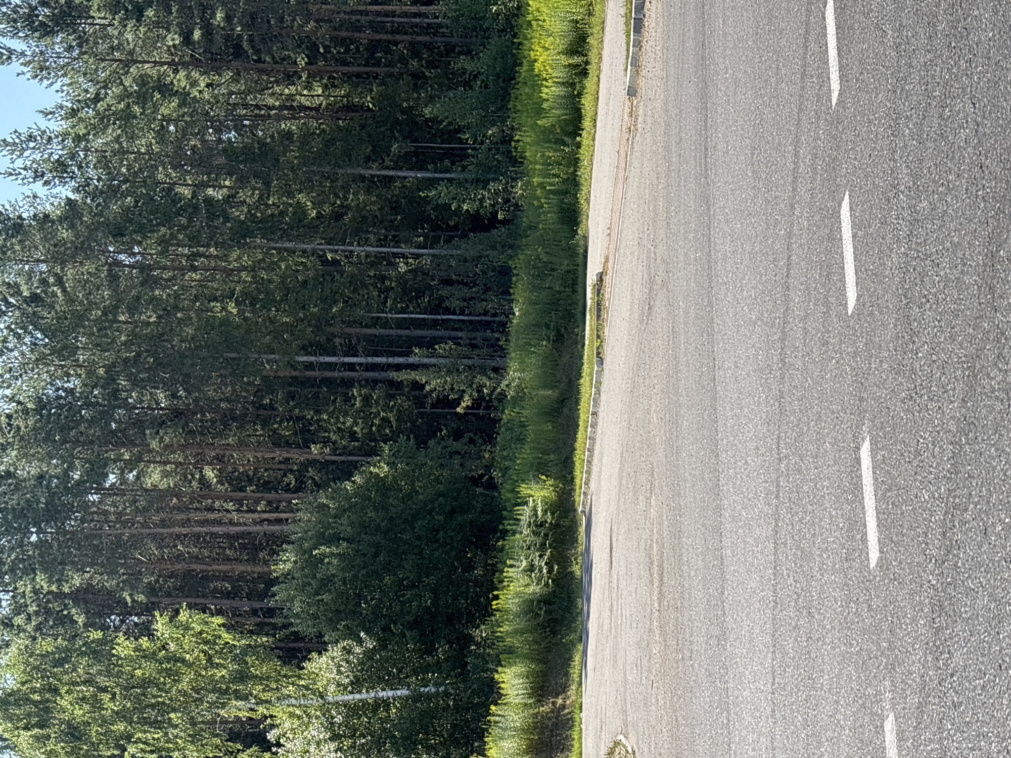 The image depicts a paved road with white lane markings in the foreground, leading towards a verdant treeline. The treeline consists of a dense forest of tall pine trees with some deciduous trees on the left, and a thick undergrowth of green vegetation. The road appears to be a quiet thoroughfare, possibly in a rural or suburban area. The sky is clear and blue, suggesting a sunny day. The scene is devoid of any people or vehicles, emphasizing the natural environment surrounding the road. The overall impression is one of a peaceful, natural landscape adjacent to a man-made road. The location is identified as Dračkaŭski sel'ski Savet, Belarus.