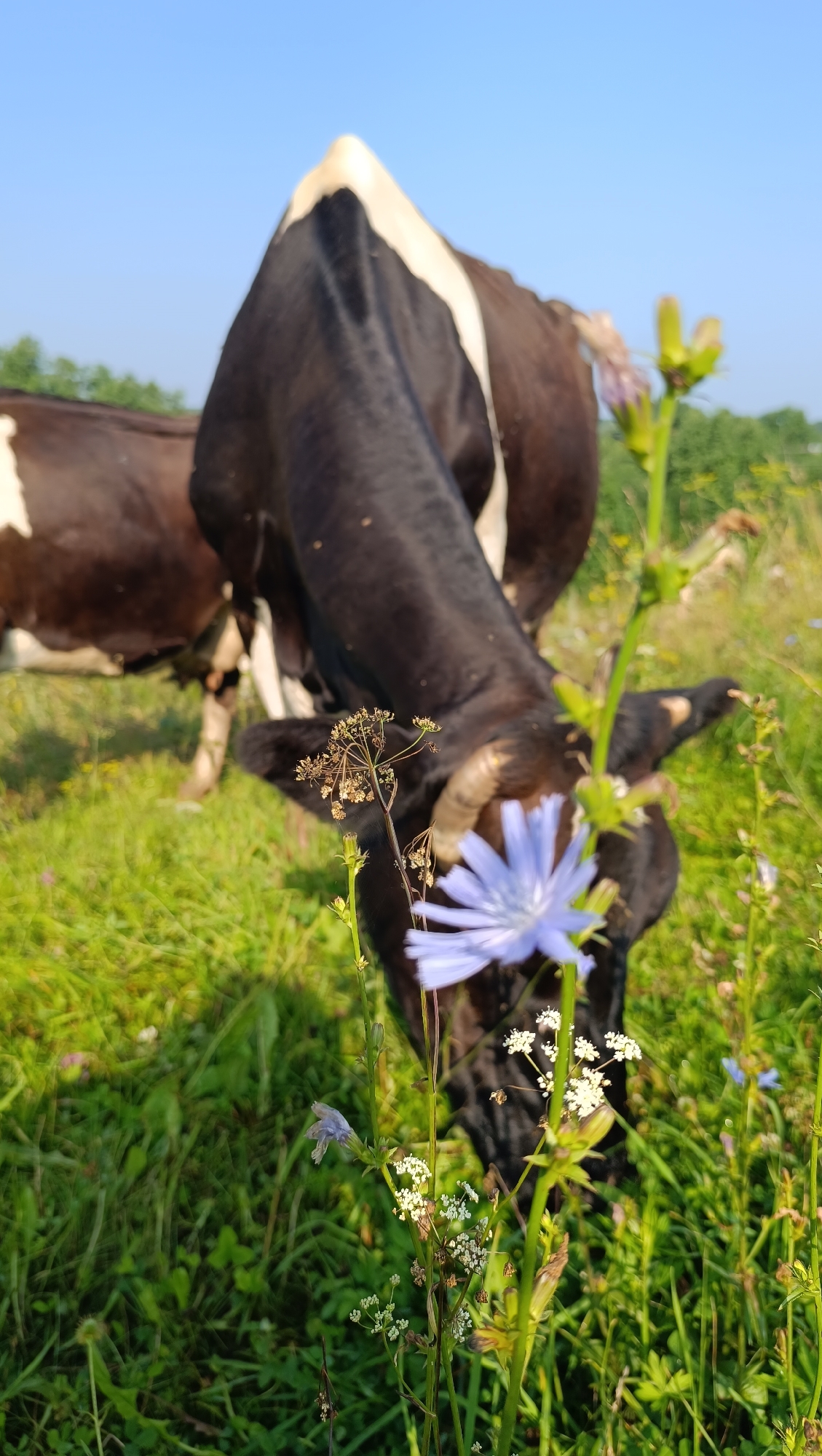 A black and white cow is grazing in a grassy field under a clear blue sky. The cow's head is lowered, and it is eating a purple flower. Another cow is visible in the background. The field is covered in lush green grass and various wildflowers. The image appears to have been taken in the city of Karsha, Russia, though no specific landmarks or human activity are depicted.