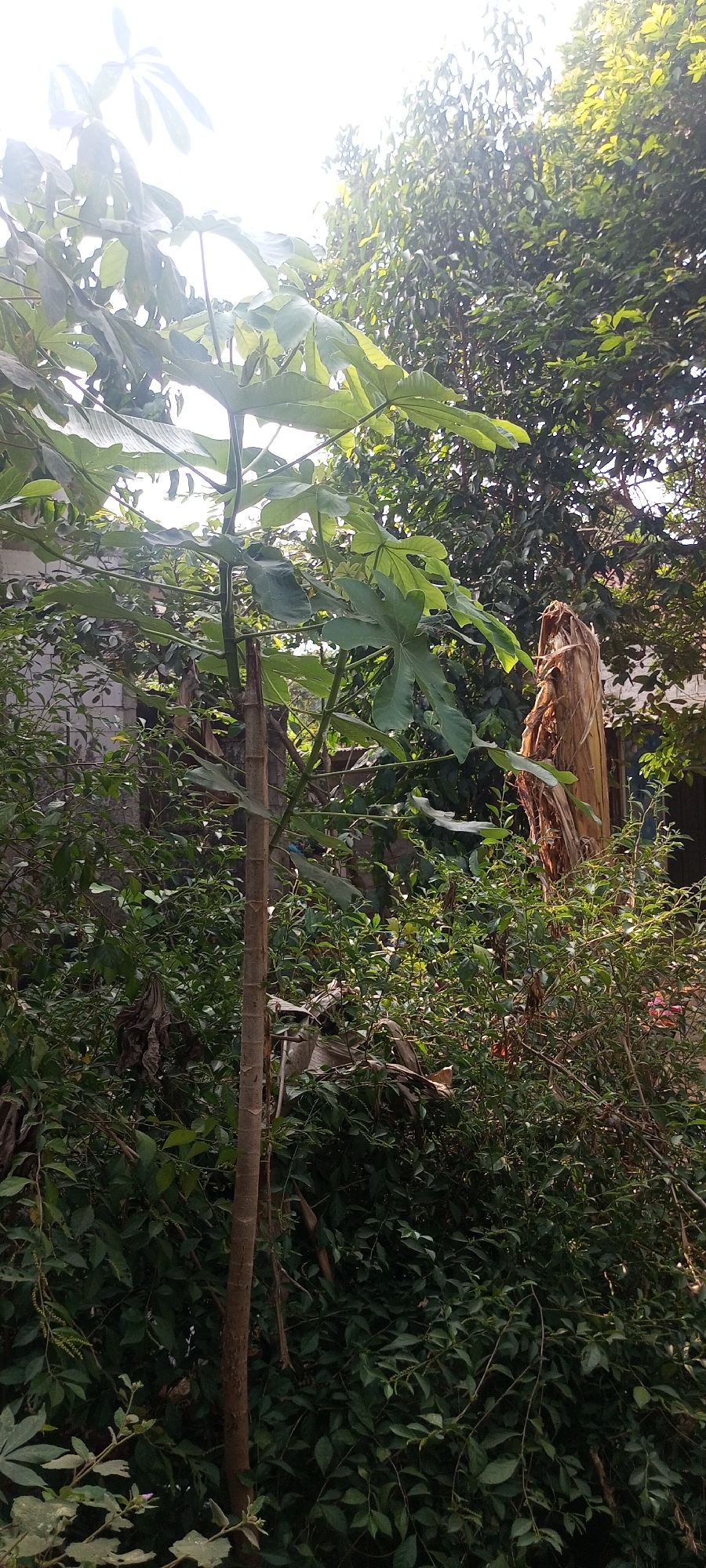 In Taman Rahayu, Indonesia, a vertical, full-frame shot captures a lush, overgrown backyard scene. The foreground is dominated by the central trunk of a young tree, its rough bark textured brown. Large, palmate leaves, a vibrant green, fan out from the branches of this tree, reaching towards the bright, blown-out sky. To the right of the central tree, a dried, fibrous banana trunk stands tall, its surface weathered and rough. Dense, various shades of green foliage, including smaller bushes and trailing vines, fill the midground and background, obscuring much of the view. A glimpse of a grey brick wall is visible on the far left, suggesting a boundary to the property. Sunlight filters through the leaves, creating bright highlights and casting dappled shadows across the scene, emphasizing the dense, wild nature of the environment.