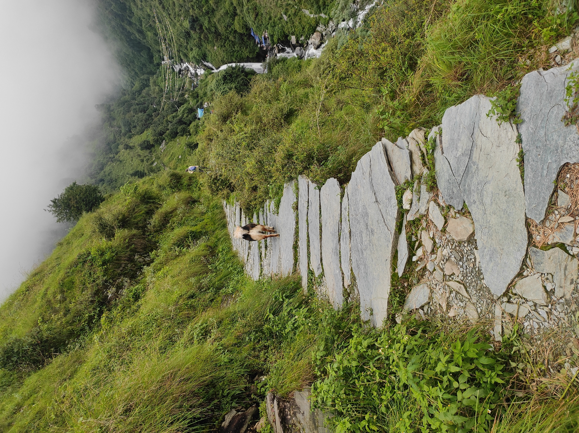A dog with brown and black fur walks away from the camera on a stone pathway in a mountainous, green environment. The pathway is made of large, flat stones laid unevenly, with grass and smaller stones filling the gaps. To the right of the path, a steep, green mountainside slopes downwards, leading to a valley with a waterfall and a river. The valley is covered in lush vegetation, with trees and bushes growing on the slopes. In the distance, the mountains are shrouded in mist. Another person is visible further up the path, walking towards the valley. The sky is overcast, with clouds obscuring the tops of the mountains.
