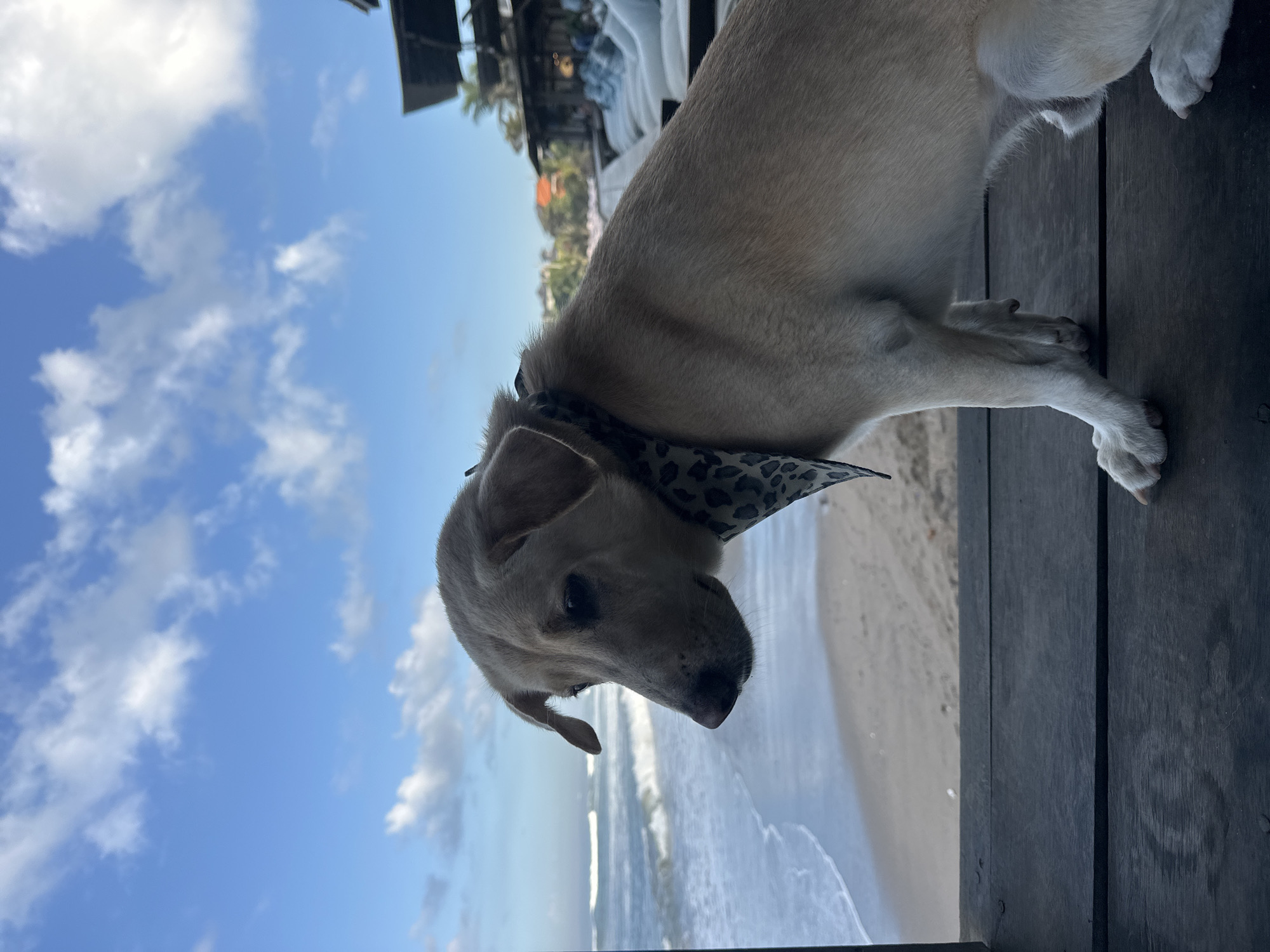 A tan dog with a leopard-print bandana around its neck is perched on a dark wooden surface, looking out at a beach scene in North Kuta, Indonesia. The dog faces left, with its head tilted down, revealing its profile. Behind the dog, the ocean waves crash onto a sandy beach, and palm trees and buildings are visible in the distance. The sky is blue with scattered white clouds. The wooden surface appears to be part of a deck or table, with a few visible nails. The dog's paws are resting on the wood. White lounge chairs are arranged in rows on the beach.