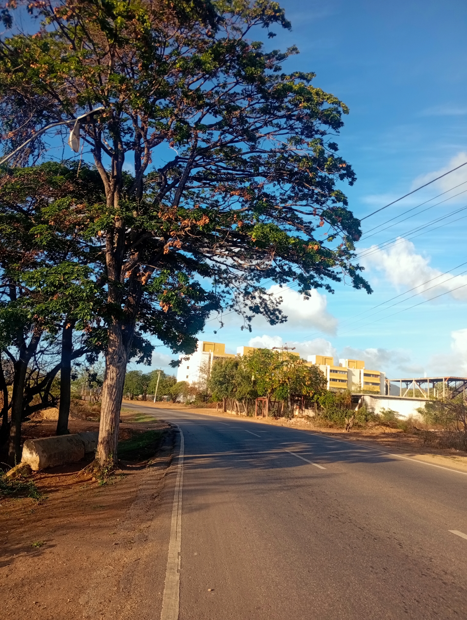 This is a medium-shot, eye-level, outdoor photograph of a paved road in Altagracia, Venezuela, under a bright blue sky with scattered white clouds. The road curves to the left, with a white line marking its right edge. To the left of the road, there is a dirt shoulder with a large, rough-textured tree with green foliage and some brown, dried leaves. A street lamp is attached to a pole that extends from behind the tree. Further back, behind the tree and a low wall, are several yellow buildings. A pedestrian bridge with a metal structure crosses over the road in the distance. The overall scene suggests a sunny day in a semi-urban or suburban area.