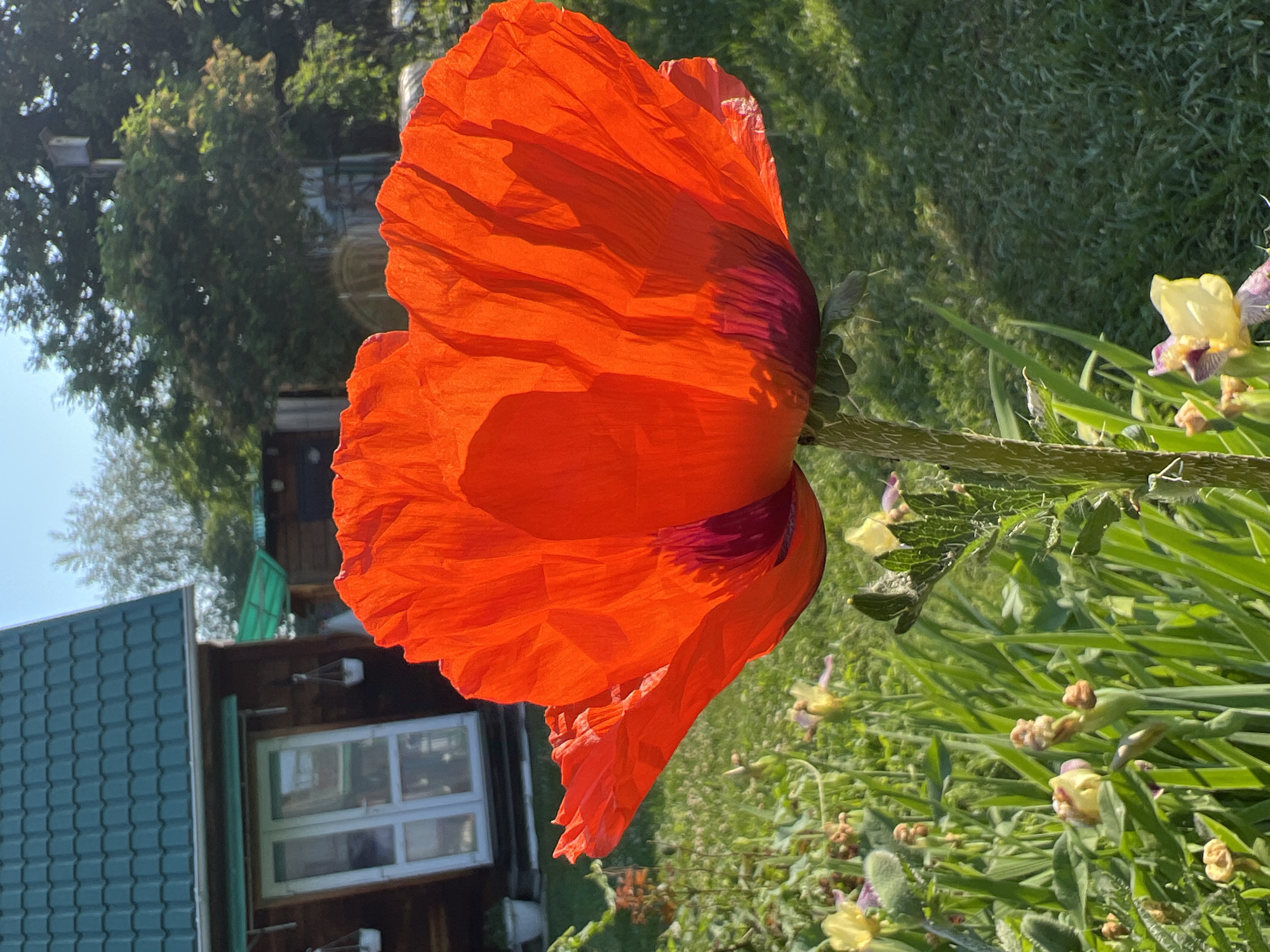 This is a close-up, eye-level, medium shot of a large, bright red poppy in a garden. The poppy's petals are translucent due to the backlight, revealing intricate veins and a dark purple center. The stem is thick and fuzzy. In the background, a wooden house with a green shingled roof is visible, with a white-framed door or window. Further back, lush green trees and foliage fill the frame, suggesting a rural or suburban setting. The ground is covered in green grass and other plants, including some yellow and purple flowers. The sky is a clear, pale blue. The scene is set in the city of Mochische, Russia. No people or animals are present in the image.