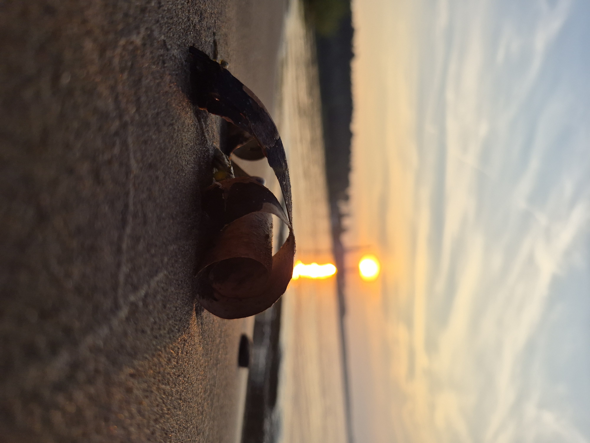 A close-up, low-angle shot shows a curled, dried brown leaf resting on wet sand near the water's edge. The sun is setting over a body of water, casting a golden glow and a reflection on the surface. The sky is a gradient of pale blue and orange with wispy clouds. In the background, a tree line borders the water. The scene is likely a beach or shoreline in Chaikovsky, Russia, given the presence of a body of water and the natural landscape. There are no people visible. The image has a shallow depth of field, with the leaf in sharp focus and the background blurred.