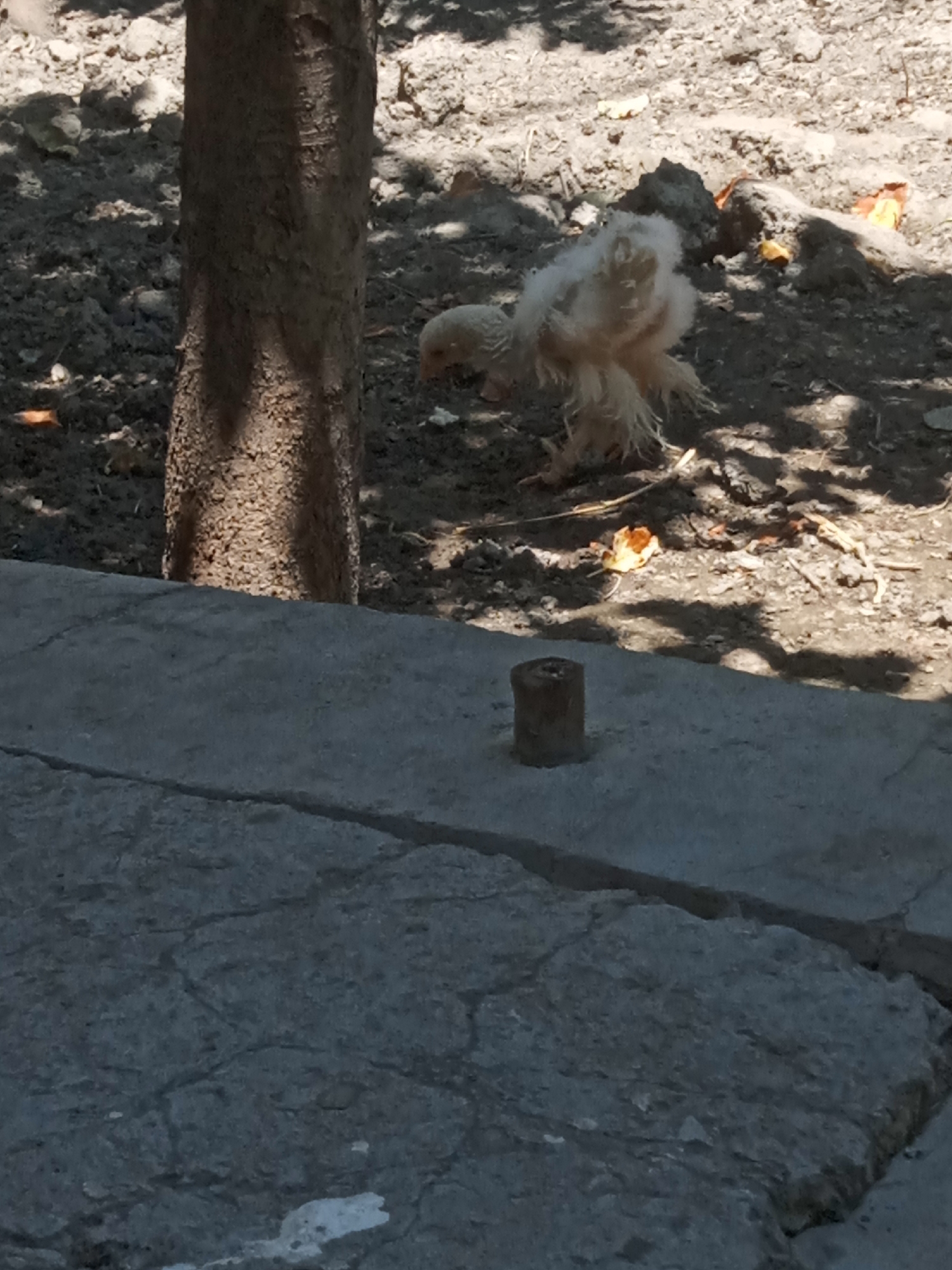 A juvenile chicken with light-colored, fluffy feathers is pecking at the ground next to a tree trunk in an outdoor area. The ground is composed of loose dirt with scattered rocks and fallen leaves. In the foreground, a cracked concrete surface with a small metal post protruding from it runs across the lower portion of the image. The scene is partially shaded by overhead foliage.