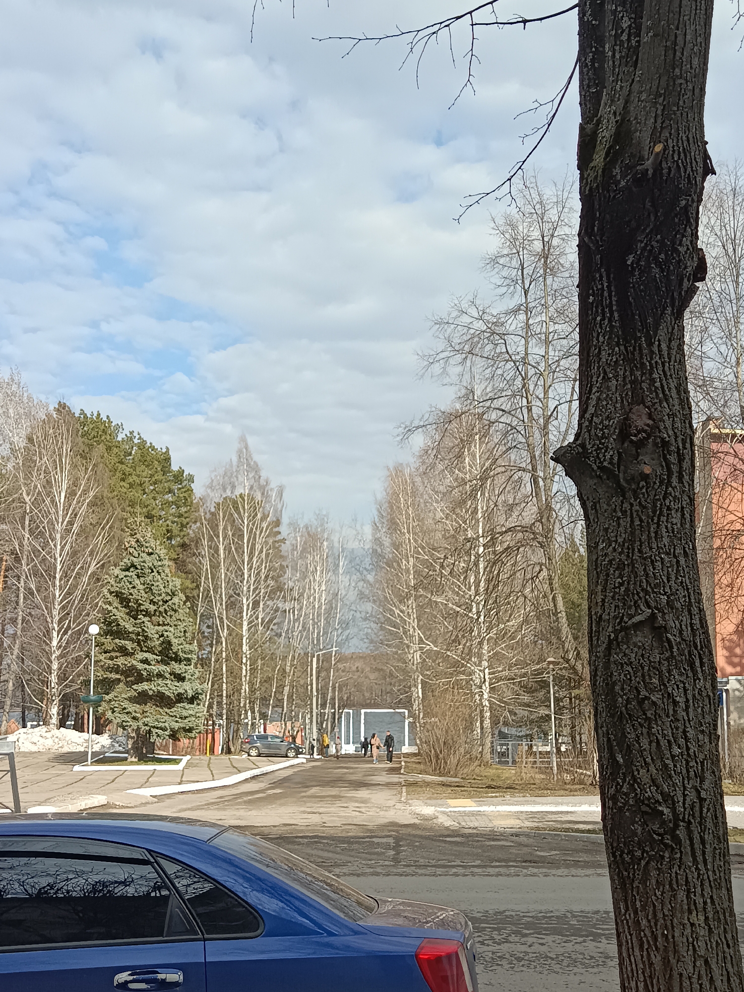 This outdoor image captures a street or park area in Chaikovsky, Russia, likely during late winter or early spring. The sky is largely overcast with white clouds, showing hints of blue sky.
A large, dark-barked tree trunk dominates the right side of the foreground, its rugged texture clearly visible, with some bare branches reaching into the sky. On the left side of the foreground, the rear and side of a blue car are visible. The ground consists of paved surfaces, appearing somewhat wet or icy, with scattered patches of melting snow.
The midground features a diverse array of trees. To the left, there's a cluster of tall, slender birch trees with white bark, alongside several dense evergreen conifers, including a prominent spruce or fir. Further back and to the right, more bare deciduous trees line a path. A street light pole stands near the evergreens on the left.
Several people are seen walking in the mid-distance along a paved area or path. A pair, a man and a woman, are closer to the left side of the path, while other individuals are further down towards the center. A grey SUV is parked in the mid-distance on the right. In the background, parts of buildings are visible, including a reddish-orange structure on the far right. The scene depicts a calm, everyday daytime environment with no specific event unfolding. There is no visible text.