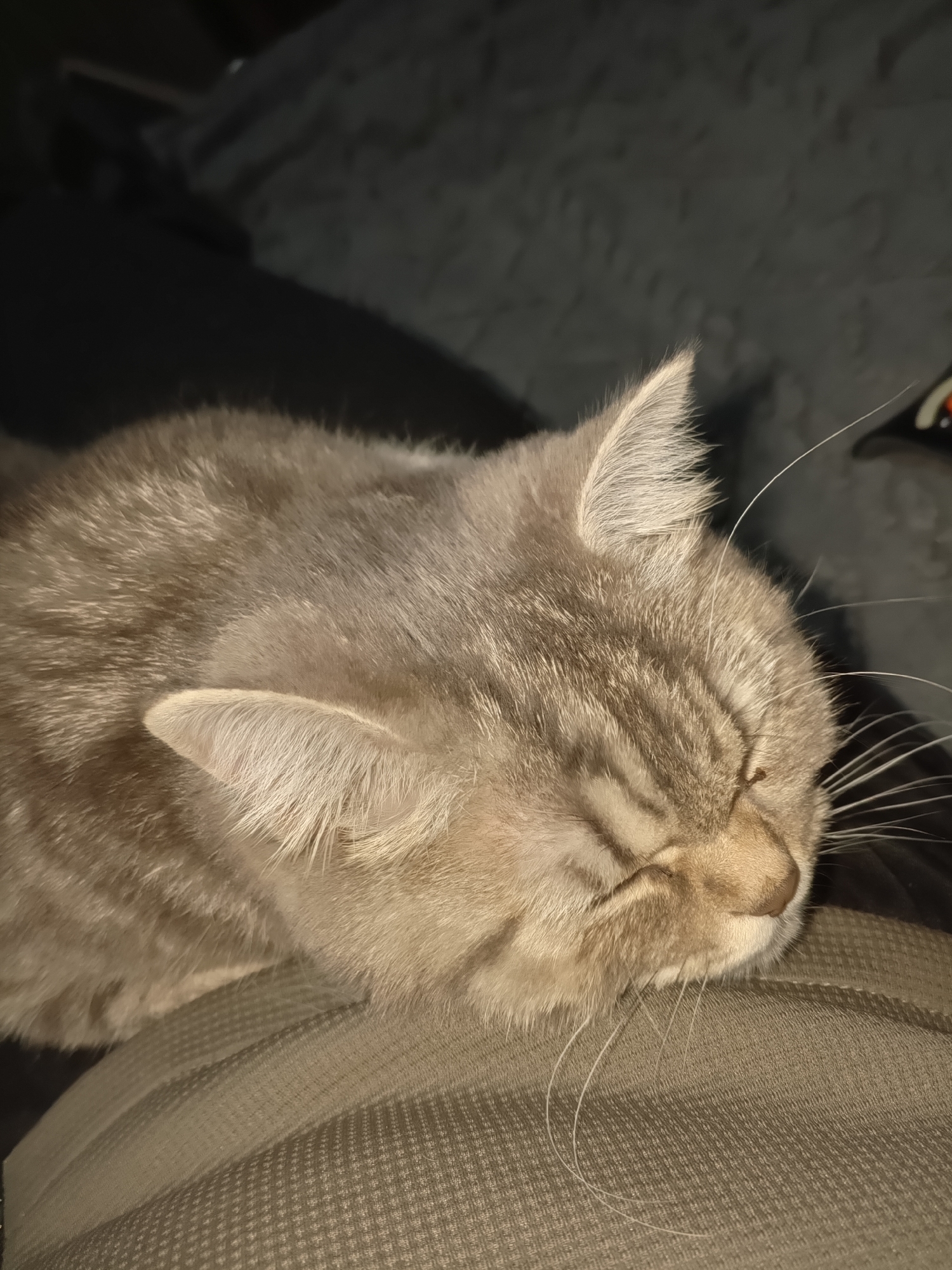 A gray tabby cat is sleeping on an upholstered surface. The cat's eyes are closed, and its head is resting on the cushion. Its fur is gray with darker stripes, and its whiskers are visible. The texture of the upholstery is a small patterned weave. The location in the city of Puchezh, Russia, is not discernible from the visual information provided.