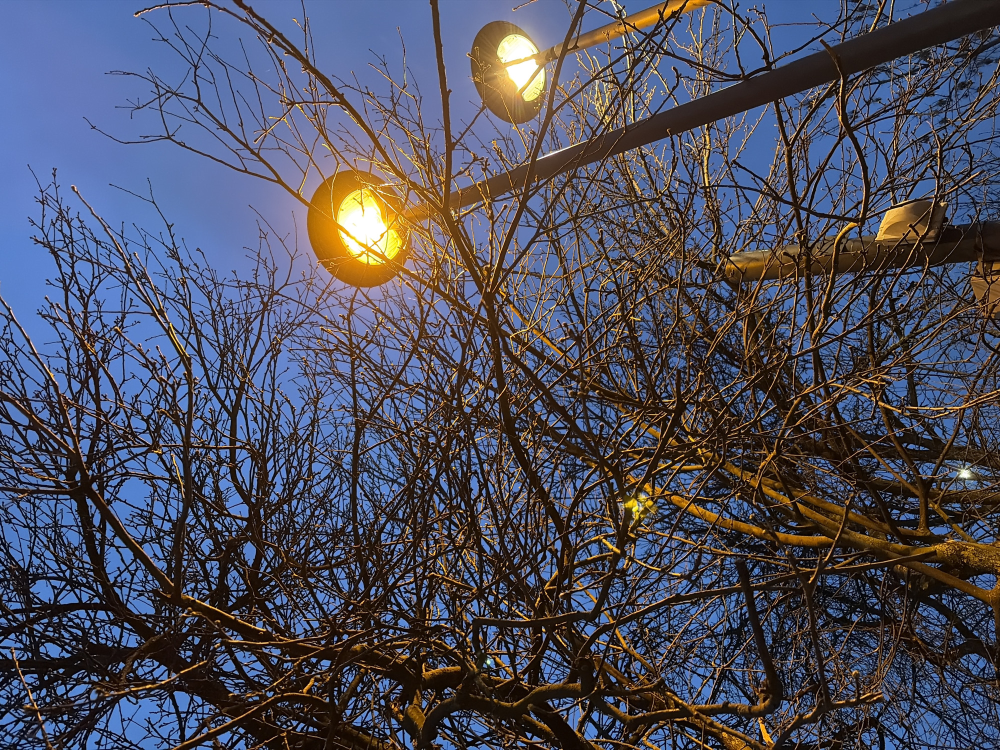 The image shows a street scene at dusk or night. Two lit street lamps are visible, their yellow light illuminating a bare tree with many branches. The sky is a gradient of blue, darker at the bottom and lighter towards the top. The street lamps are attached to a metal pole or structure, which is partly obscured by the tree branches. The overall mood is tranquil. Based on the metadata, the image was taken in Izhevsk, Russia.