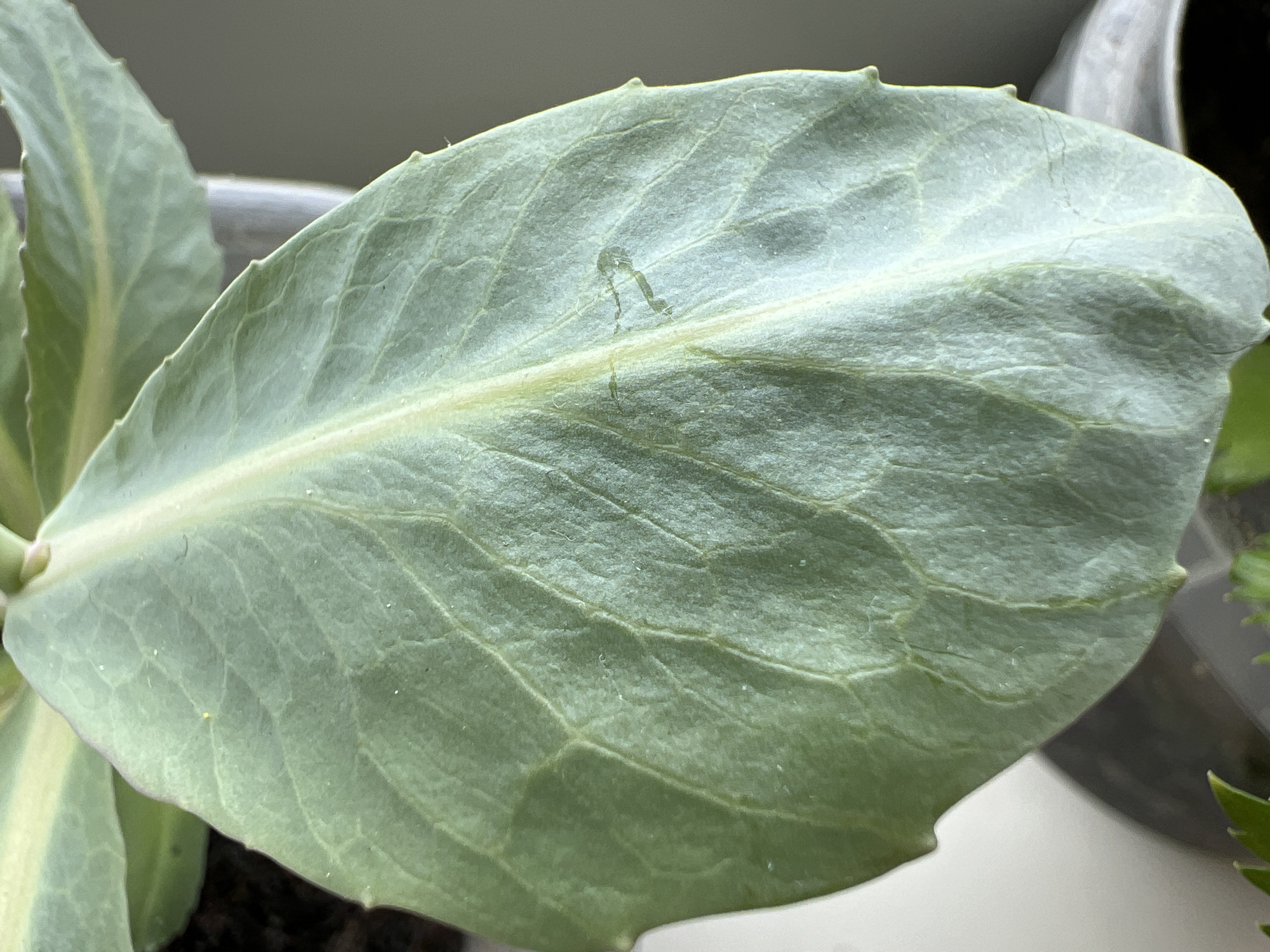 The media file shows a close-up view of a green succulent leaf with visible veins. A small, translucent insect, possibly a springtail or a midge larva, is present on the leaf's surface, appearing to be either moving or resting. The leaf has serrated edges and a slight yellow variegation along the central vein. The background is out of focus, showing hints of a plant pot and a bright, possibly window-lit environment, suggesting an indoor setting. The lighting is soft and diffused, indicating it could be daytime, possibly morning or afternoon, with no strong shadows visible. The overall impression is a detailed observation of a plant's surface and a tiny inhabitant, highlighting natural textures and microscopic life. There is no visible text in the image.