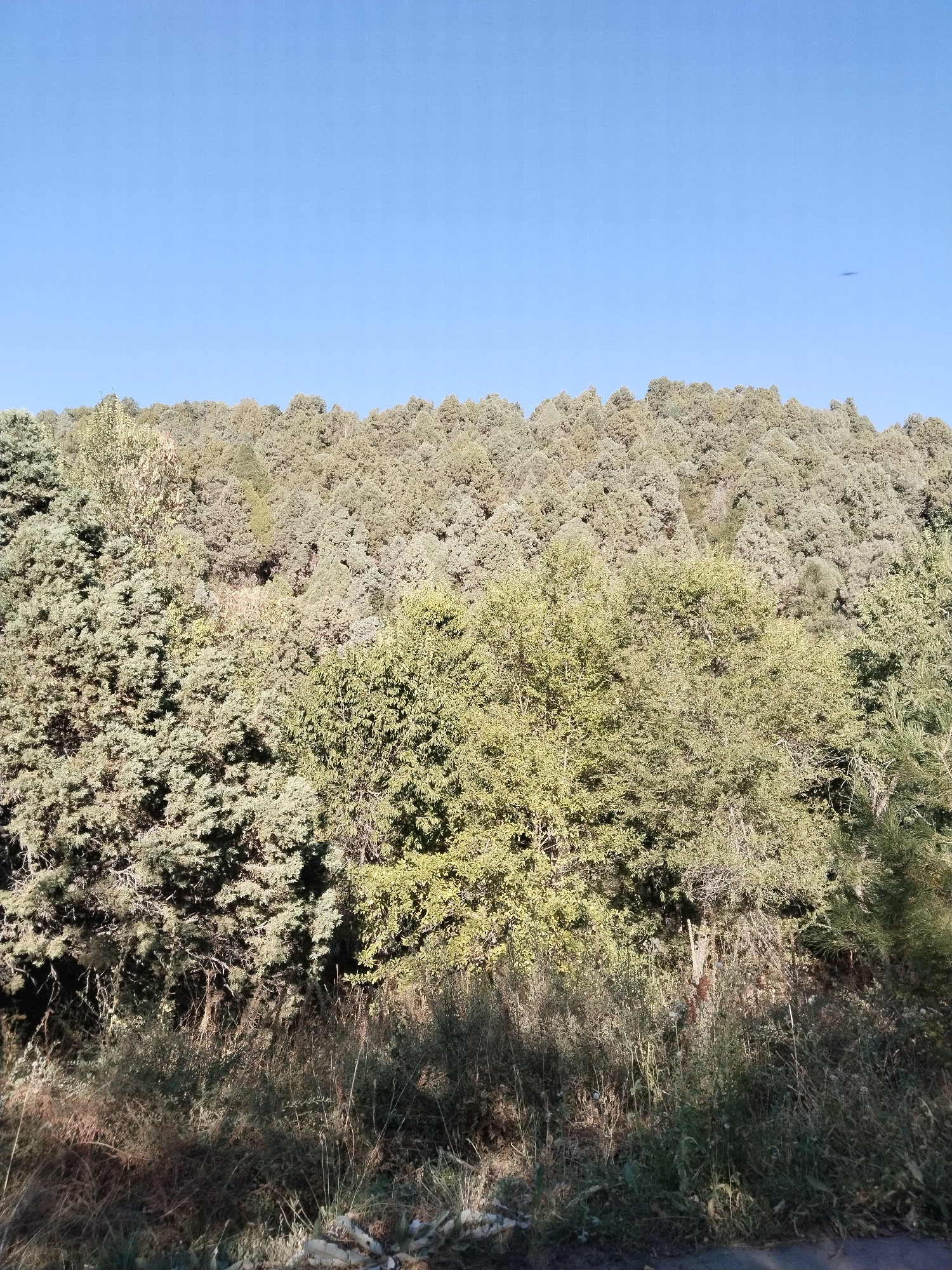 The image depicts a dense forest situated on a hillside under a clear blue sky. The foreground features dry grass, fallen leaves, and some rocks, suggesting a natural, undeveloped area. The trees are a mix of coniferous and deciduous varieties, with varying shades of green and brown foliage. The overall impression is one of a natural landscape, possibly a park or a nature reserve. There are no people or man-made structures visible in the image. The scene appears to be captured during daylight hours, as indicated by the bright sky and the shadows cast by the trees.