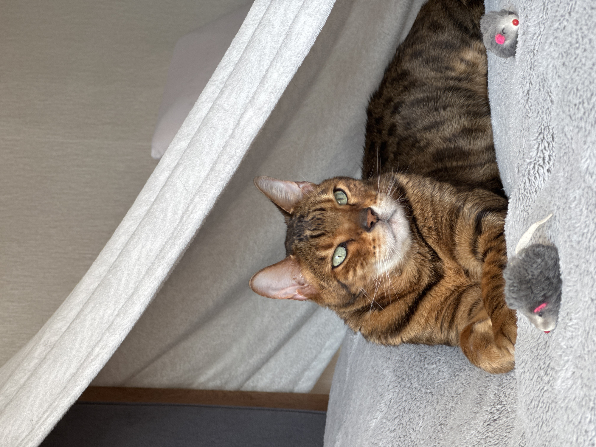 A brown tabby cat is lounging in a gray cat tree. The cat is looking up at the camera with green eyes. There are two toy mice visible on the side of the cat tree. A white fluffy structure is on the left side of the image. The location is indoors.