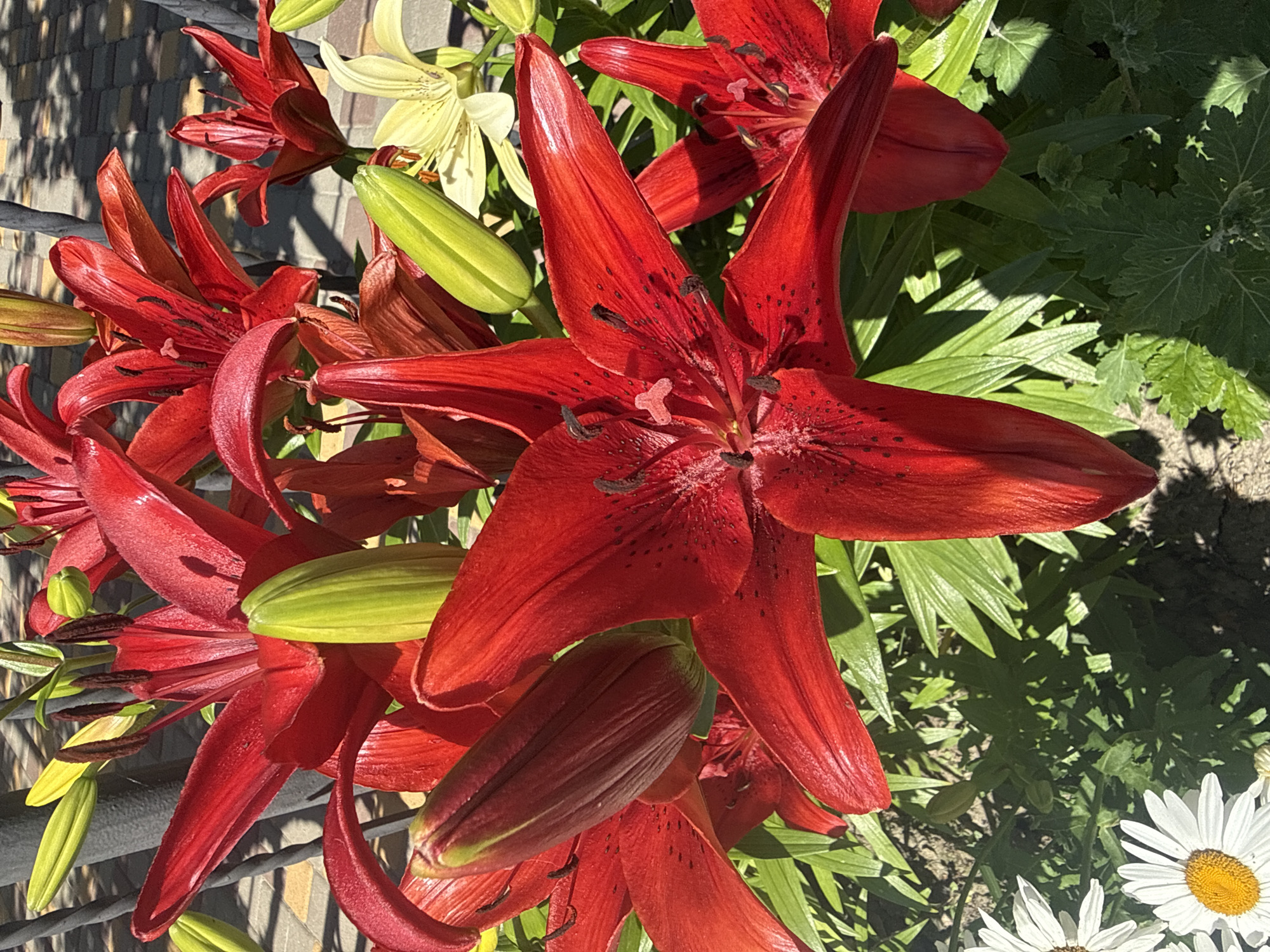 The image displays a close-up view of several vibrant red lilies, some fully bloomed and others in bud. The petals of the blooming lilies are deep red with black speckles, and their stamens are prominent and dark brown. Several green lily buds are interspersed among the flowers. In the background, out of focus, a pale yellow lily is visible, along with hints of a paved area and fencing. In the lower left corner, two white daisies with yellow centers are partially visible. The overall setting appears to be an outdoor garden bathed in sunlight, creating shadows on the ground and foliage.