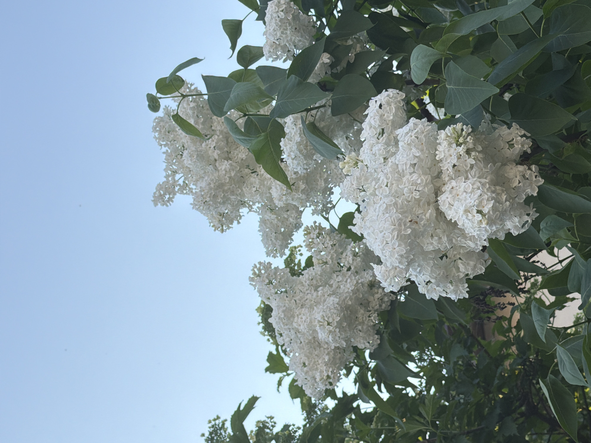 The image shows clusters of white lilac flowers and green leaves against a pale blue sky. The perspective is from below, looking up into the branches. The location is Unknown, Unknown. No people are visible.